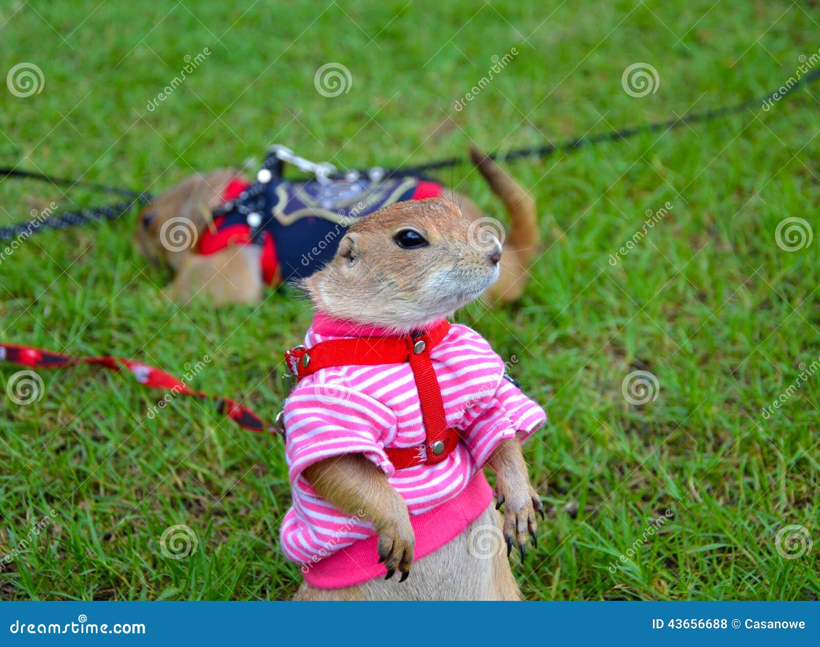 Marmotta Su Prato Inglese Di Estate Foto Foto Stock Gratis E Royalty Free Da Dreamstime