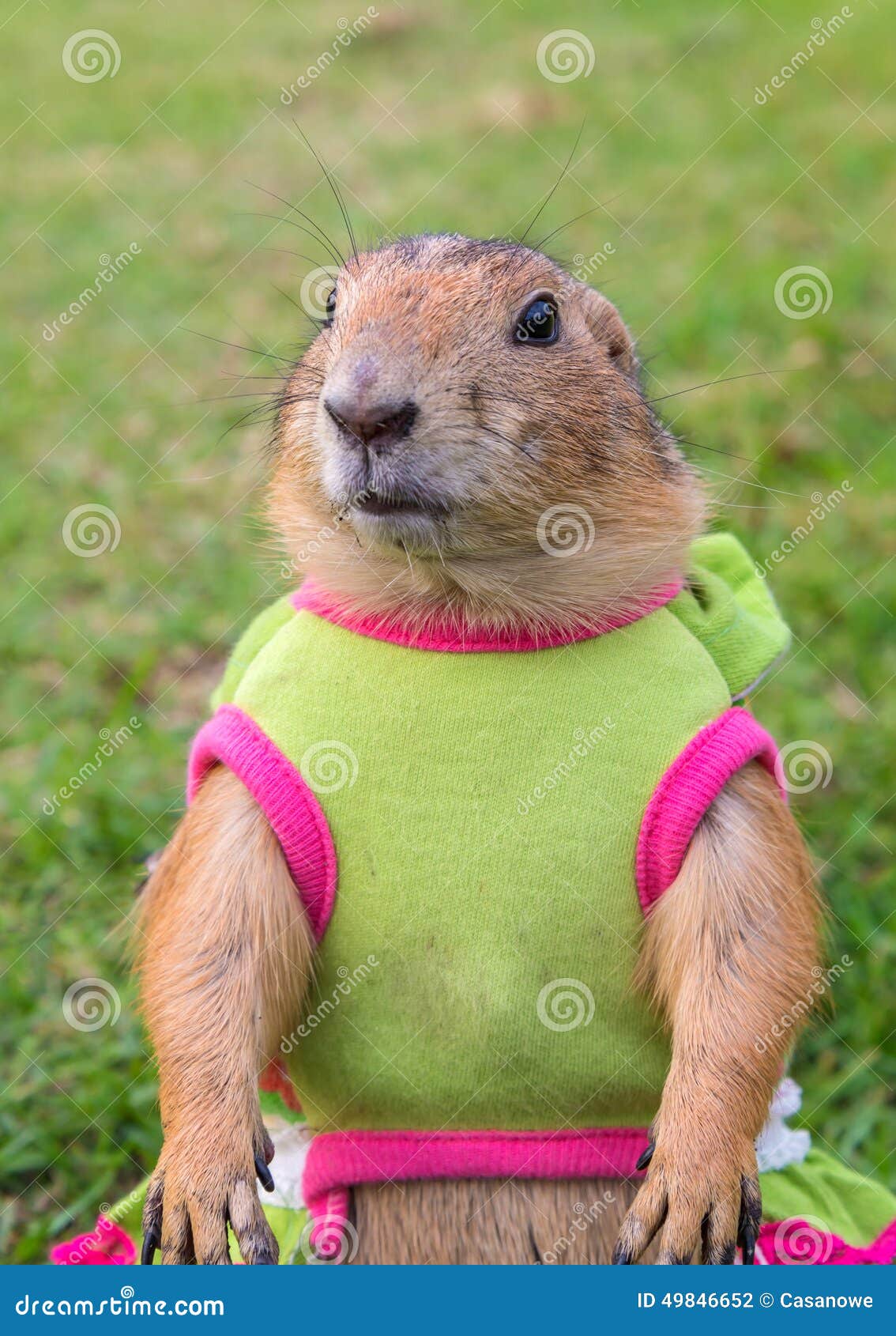 Marmotta Su Prato Inglese Di Estate Fotografia Stock Immagine Di Erba Burrow