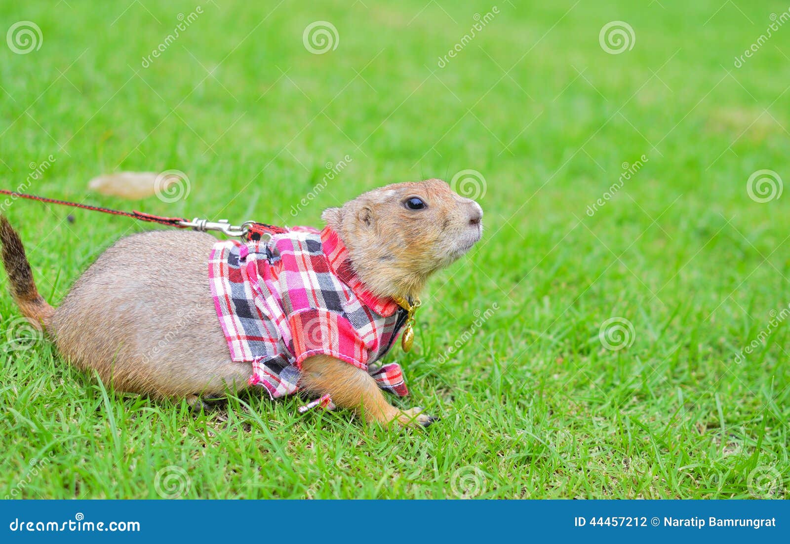 Marmotta Su Prato Inglese Verde Fotografia Stock Immagine Di Amore Occhio