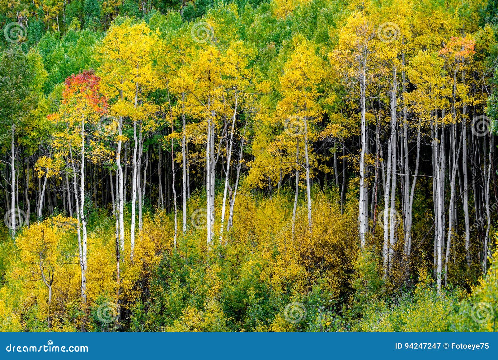 maroon bells forest - colorado aspen autumn fall colors