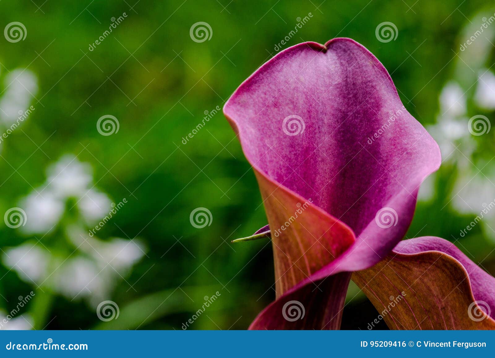 Maroon Calla Lily stock photo. Image of floral, nature - 95209416
