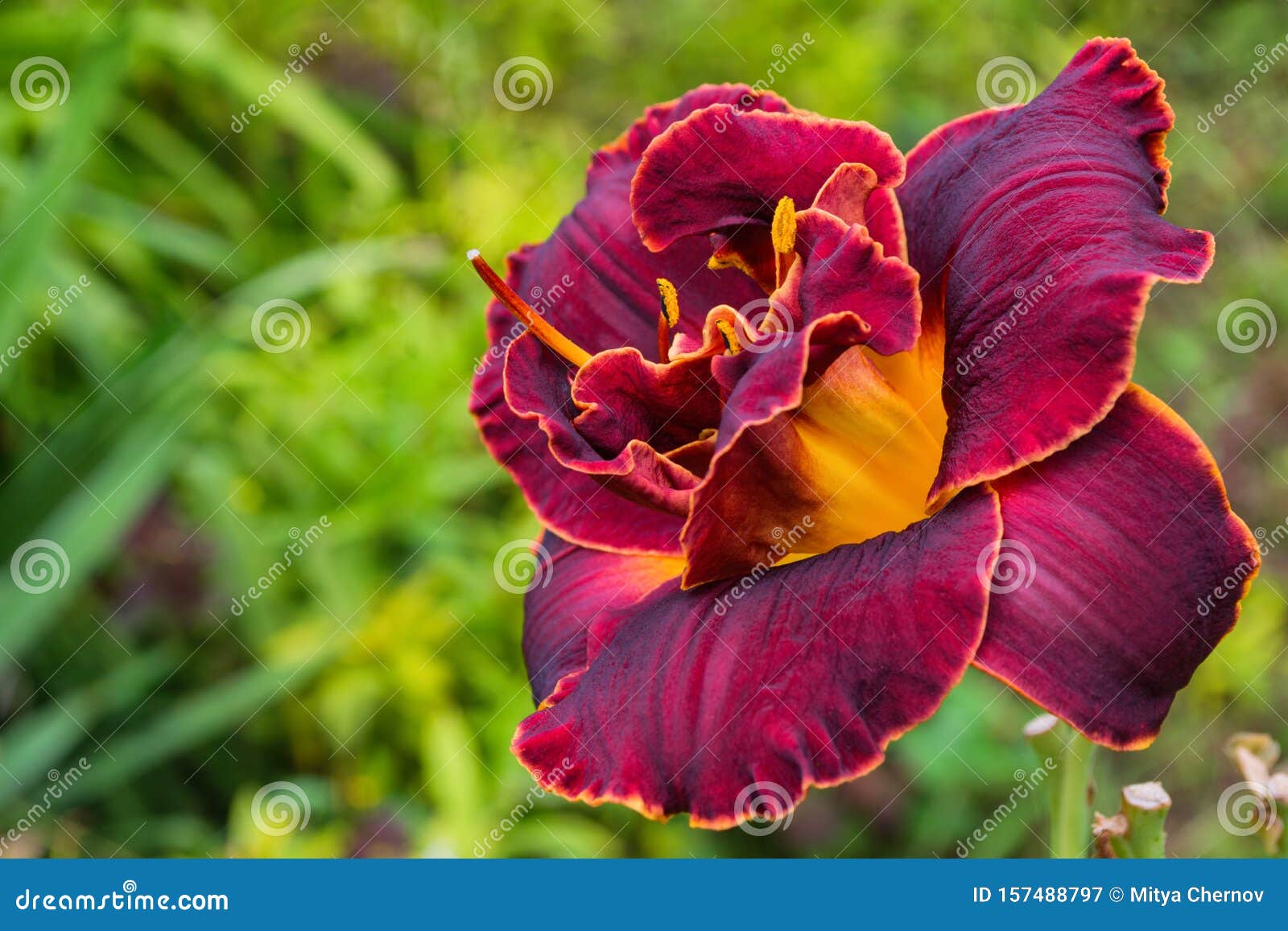 maroon daylilies flowers or hemerocallis. daylilies on green leaves background. flower beds with flowers in garden.