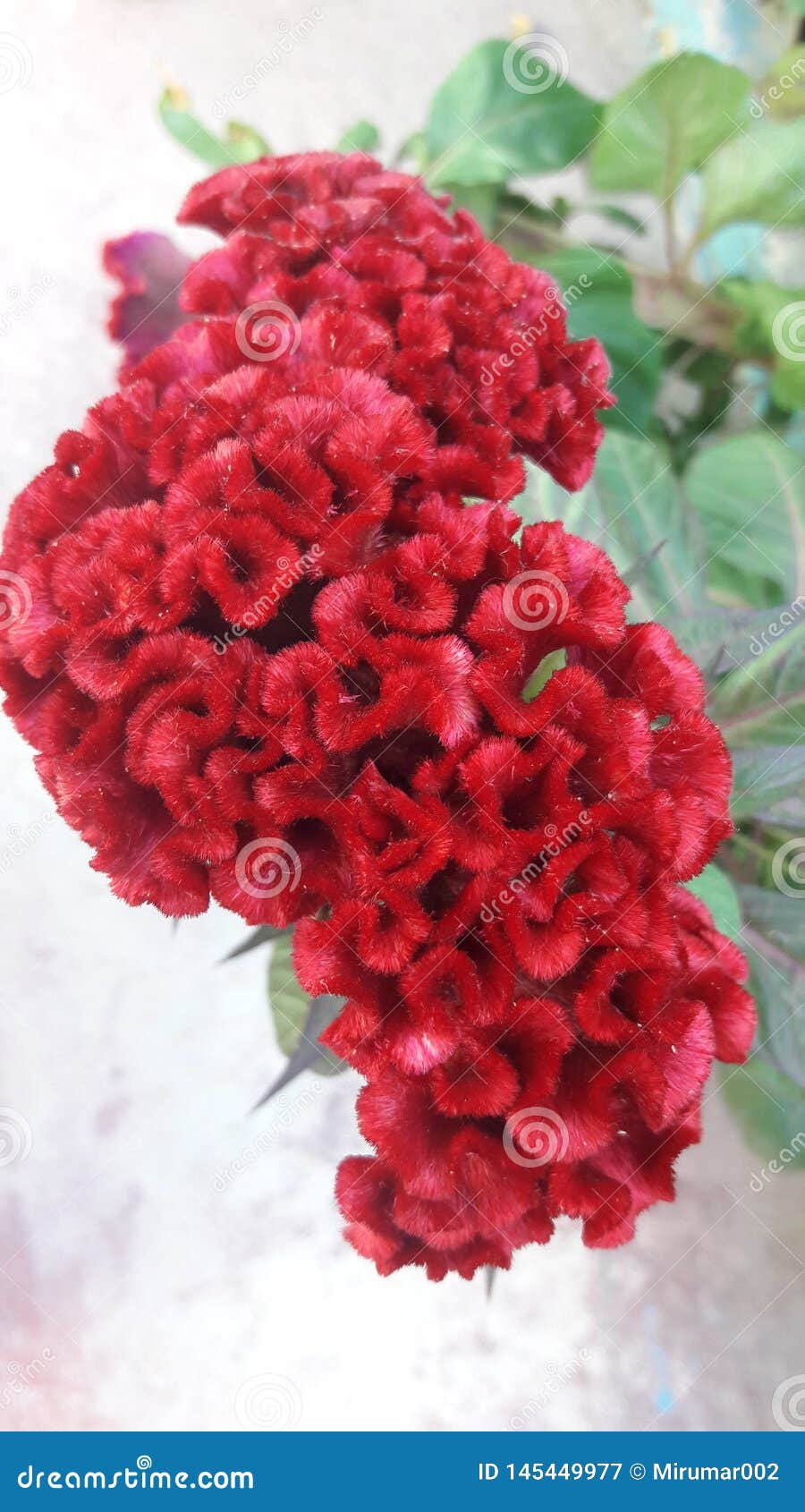 The Maroon flower stock image. Image of colour, maroun 145449977