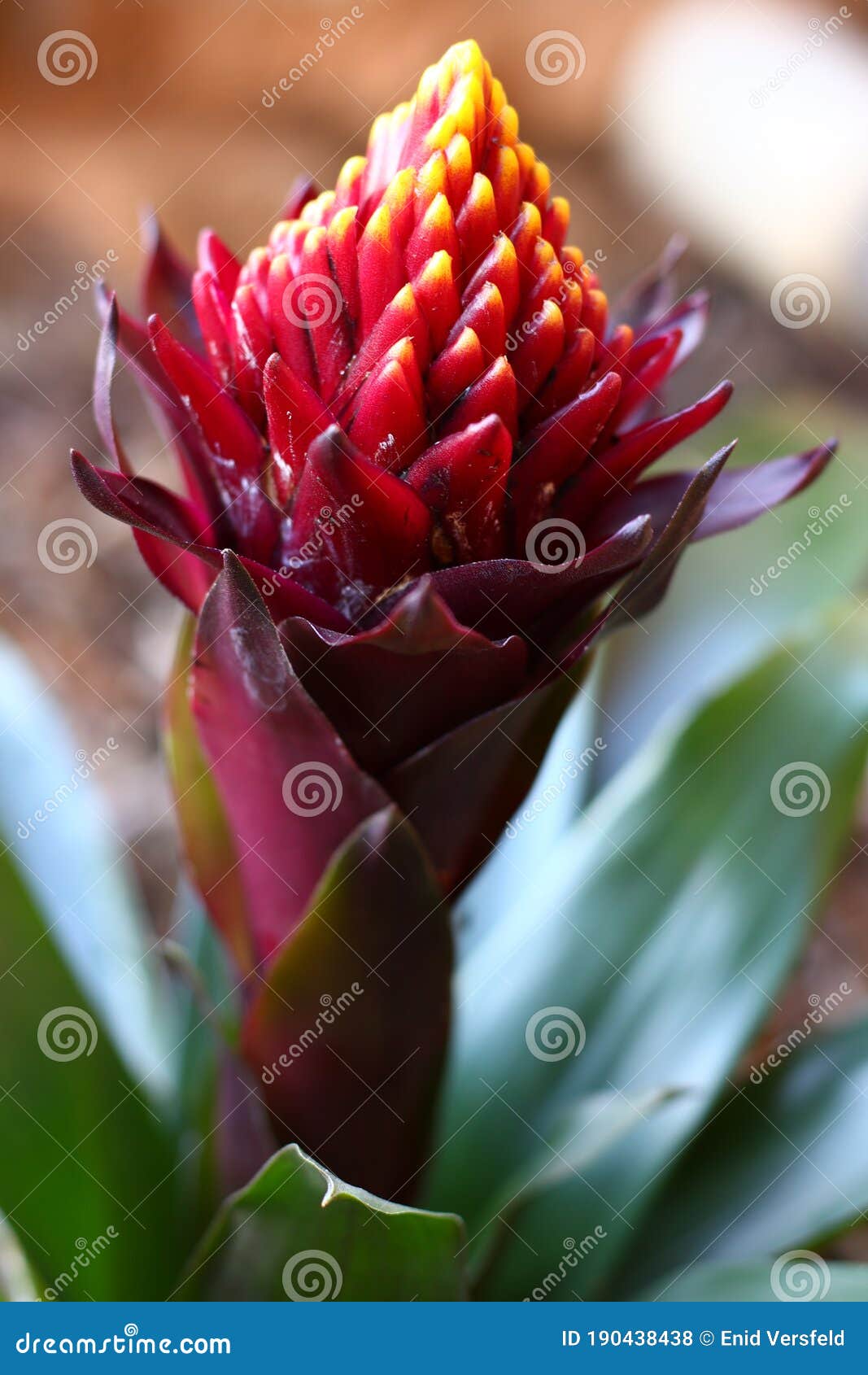 the maroon, red and yellow guzmania flower in the process of opening.