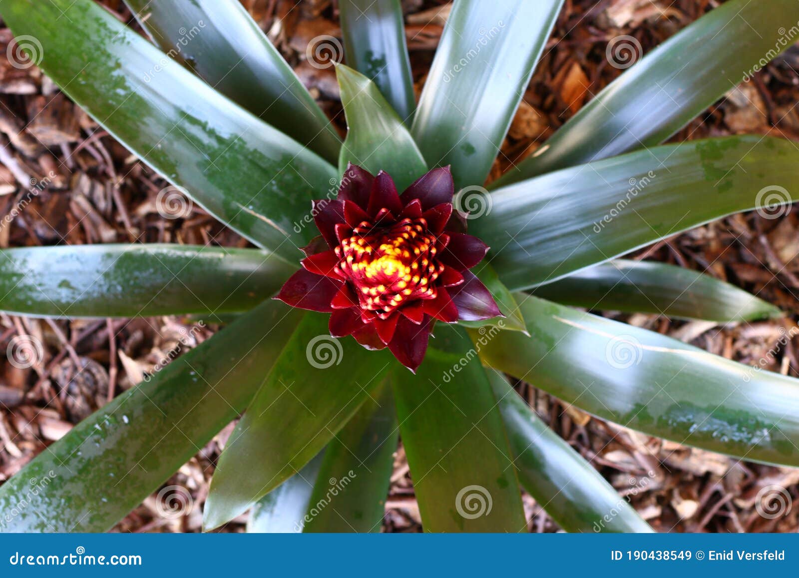 the maroon, red and yellow guzmania flower in the process of opening.
