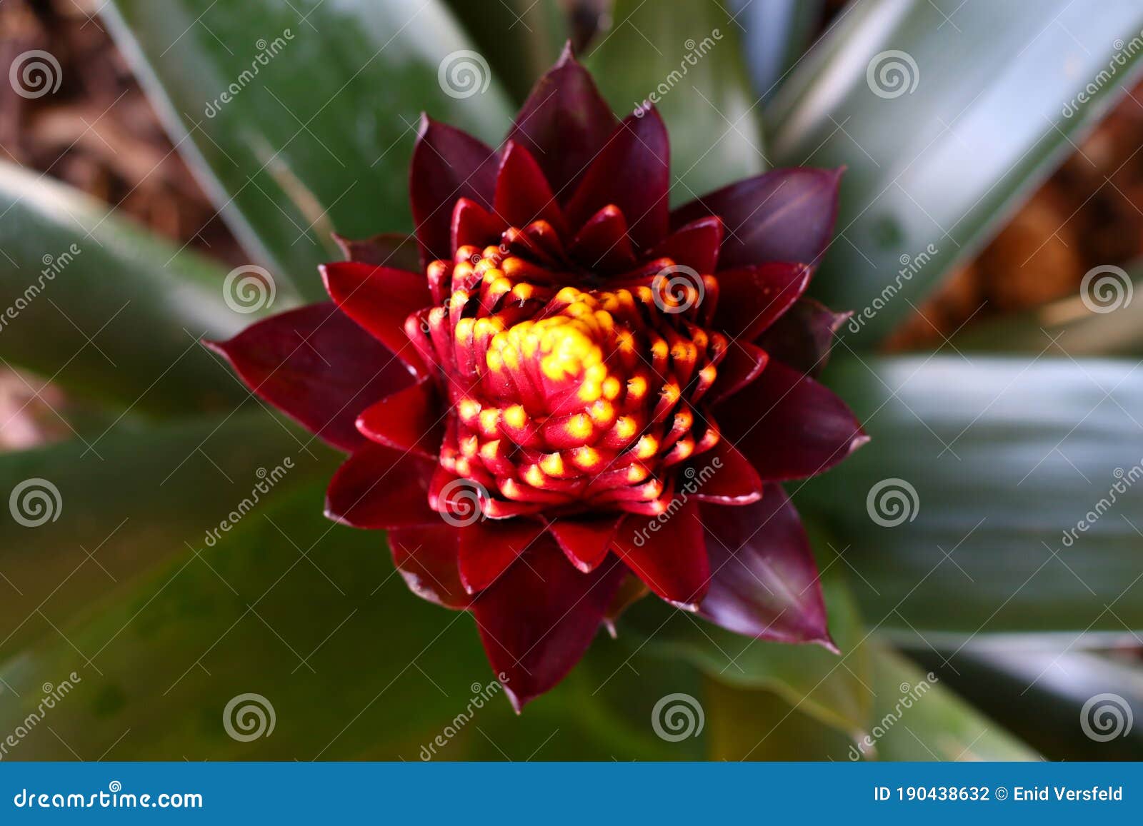 the maroon, red and yellow guzmania flower in the process of opening.