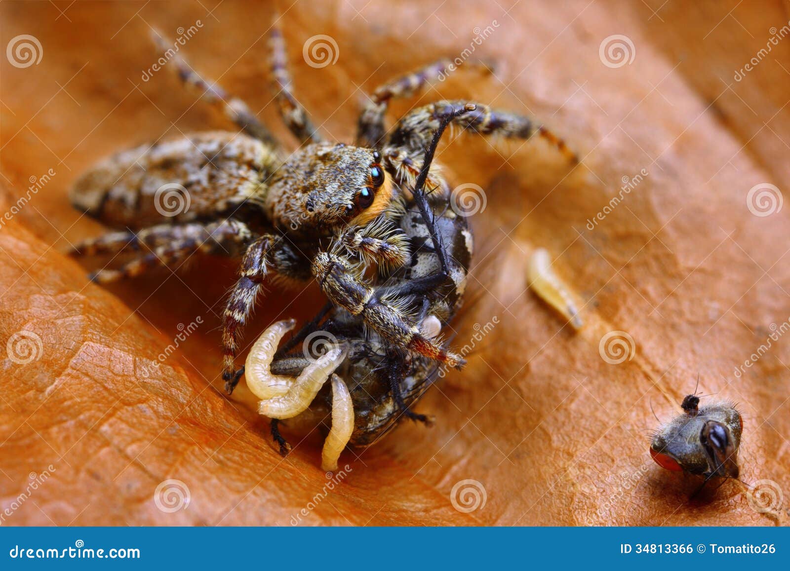 Marpissa Muscosa Jumping Spider Eating Fly Stock Photo 