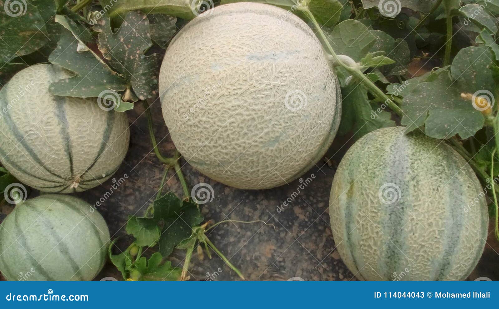 melons in morrocco
