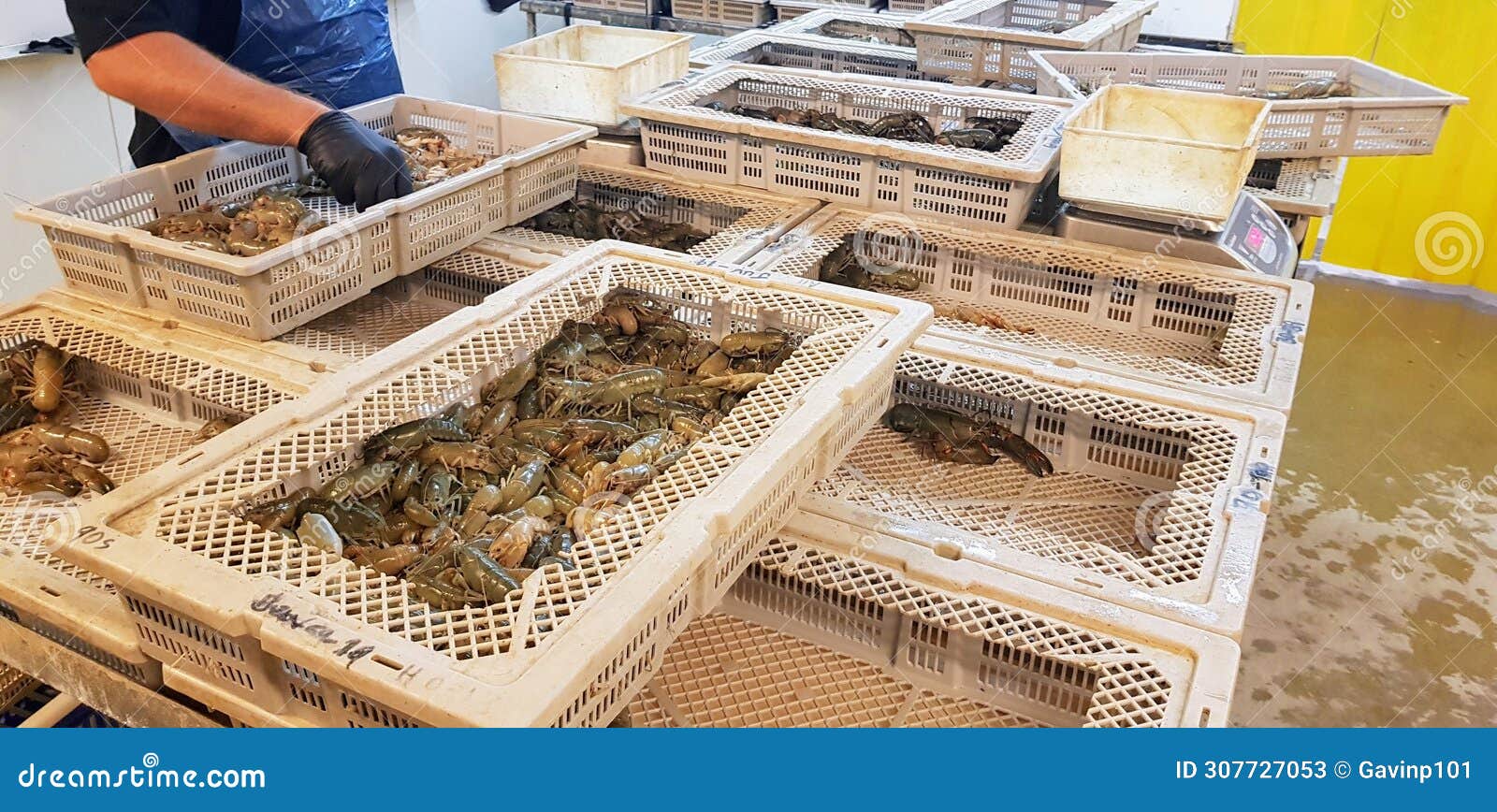 marron fresh water crayfish farming processing western australia