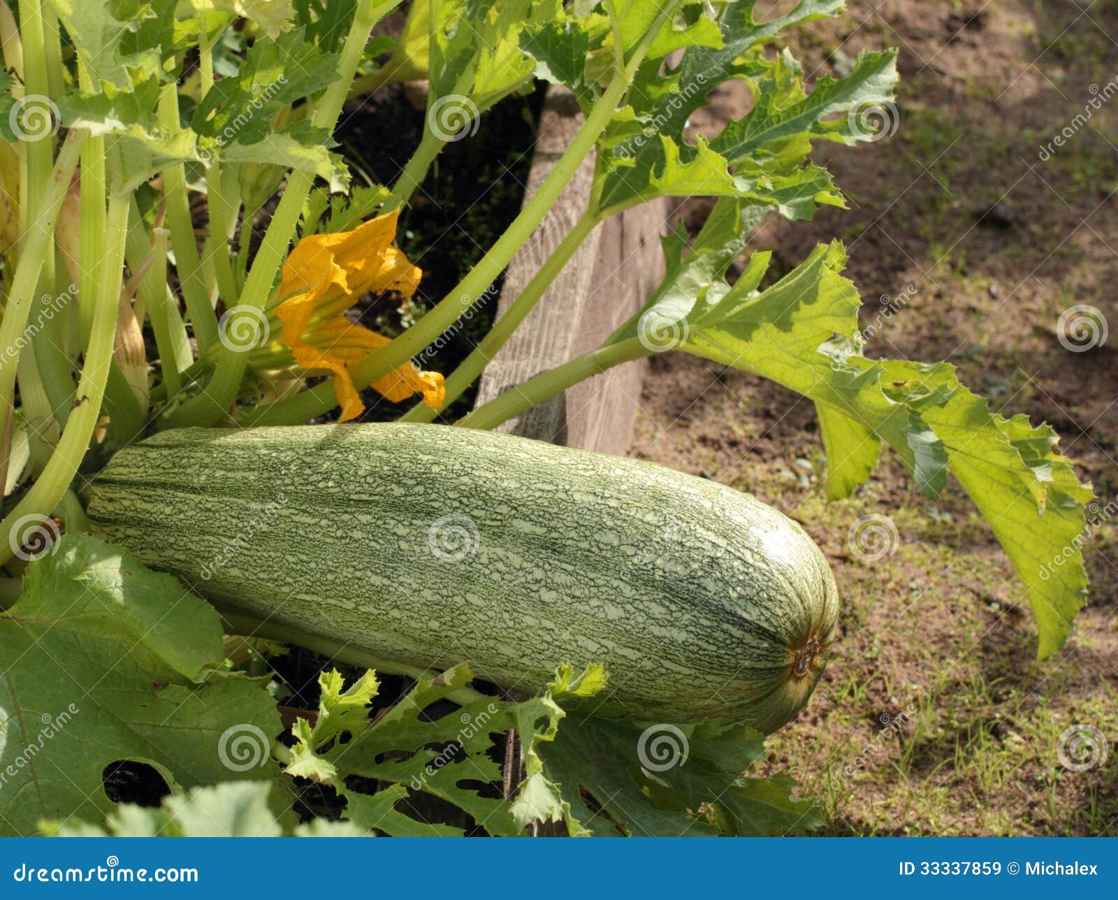 Marrow plant stock image. Image of botany, summer, stem - 33337859