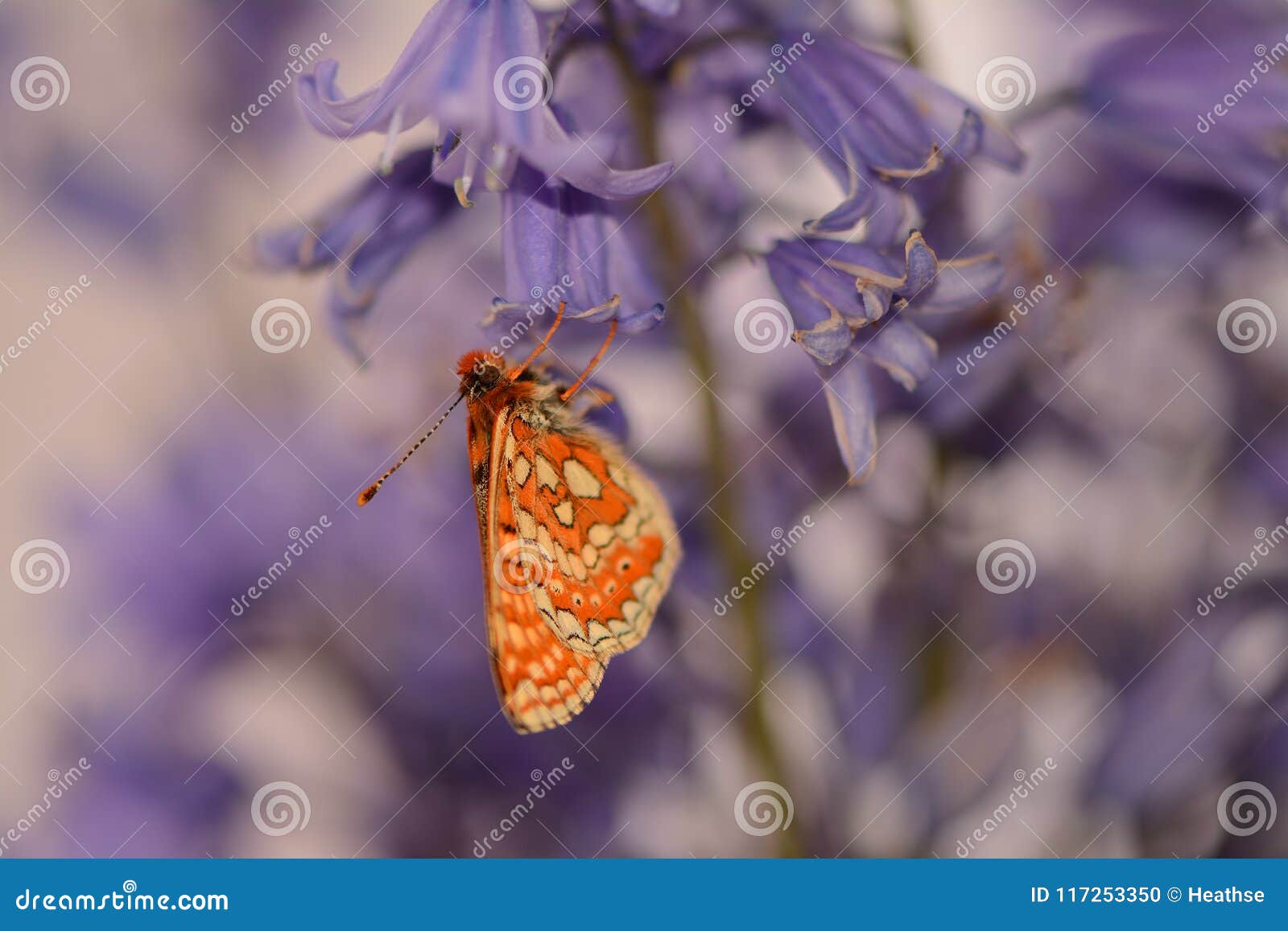 marsh fritillary butterfly , euphydryas aurinia, hanging from bluebell flower
