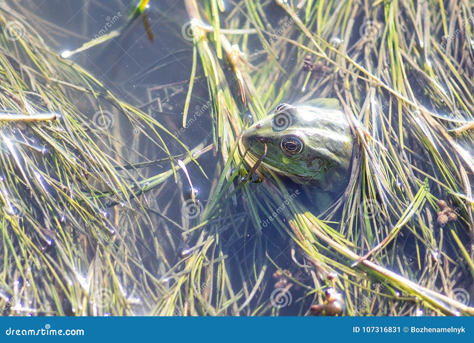 Marsh Frog in Pond Full of Weeds. Green Frog Pelophylax Esculentus ...
