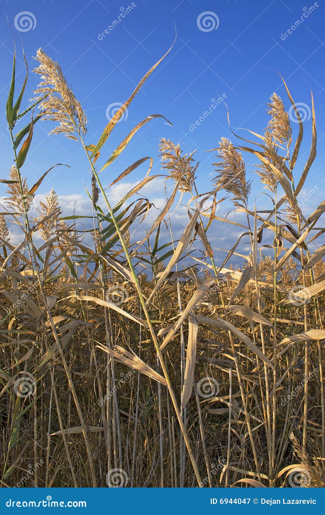 Marsh grass stock image. Image of line, summertime, natural  6944047