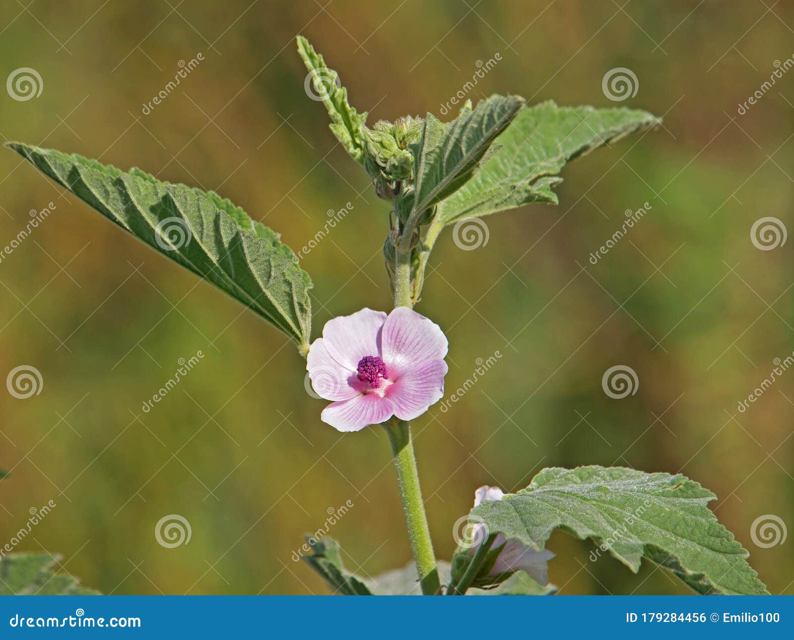 Marsh Mallow or Common Marshmallow, Althaea Officinalis Stock Photo