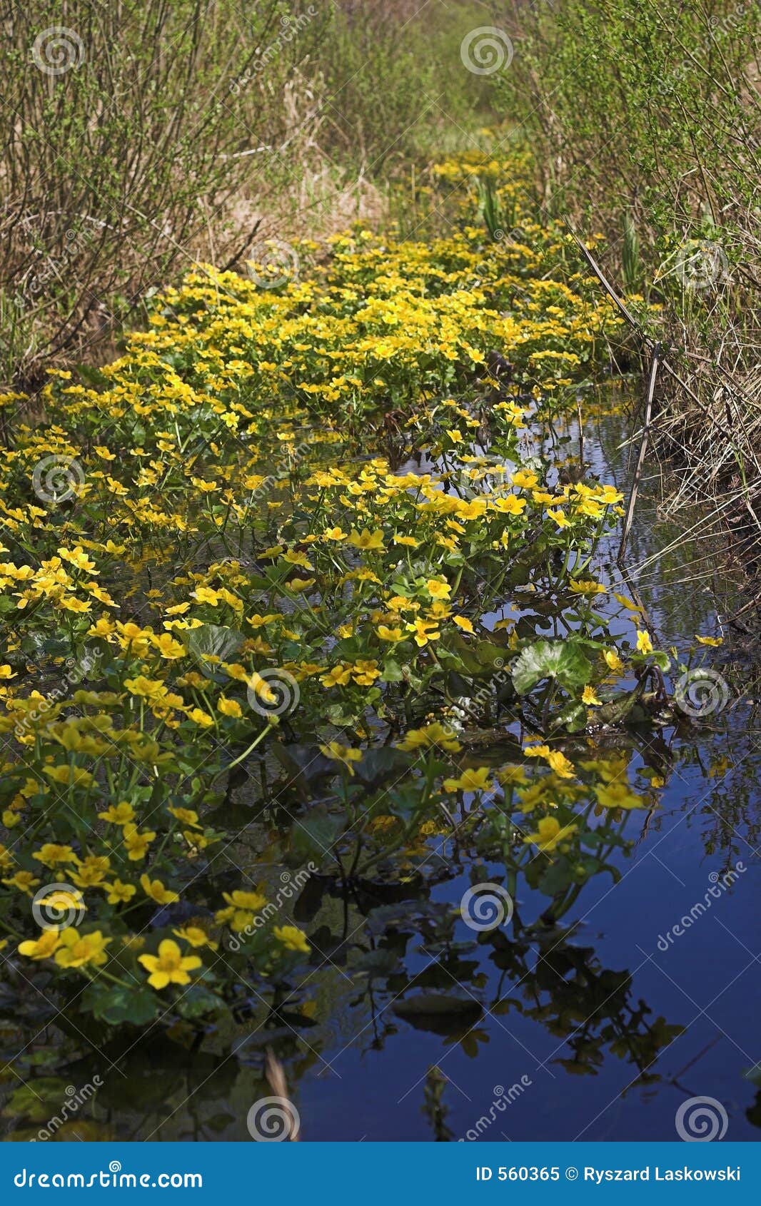 Marsh marigolds stock image. Image of plants, flowers, water 560365