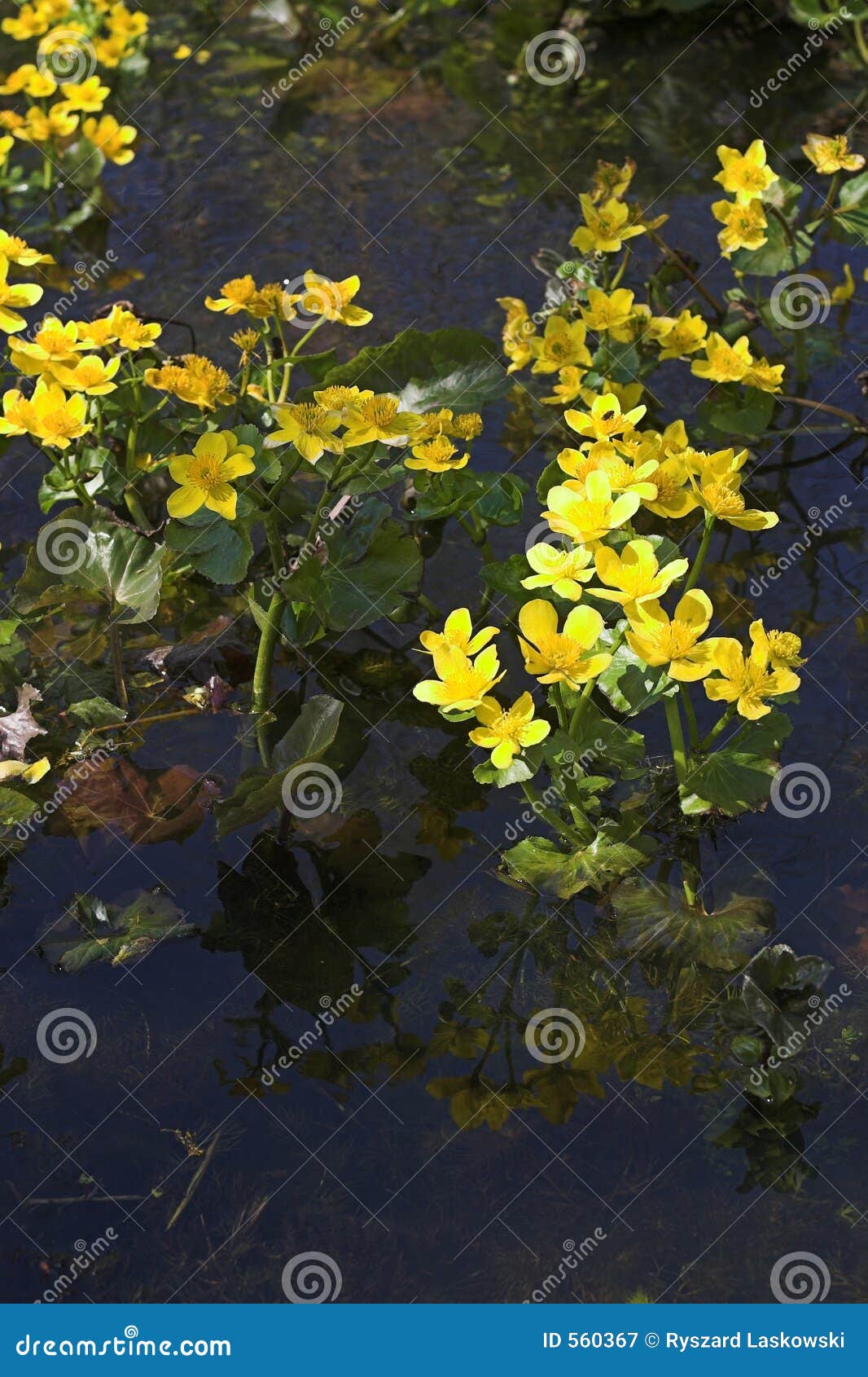 Marsh marigolds stock image. Image of water, creek, poland 560367