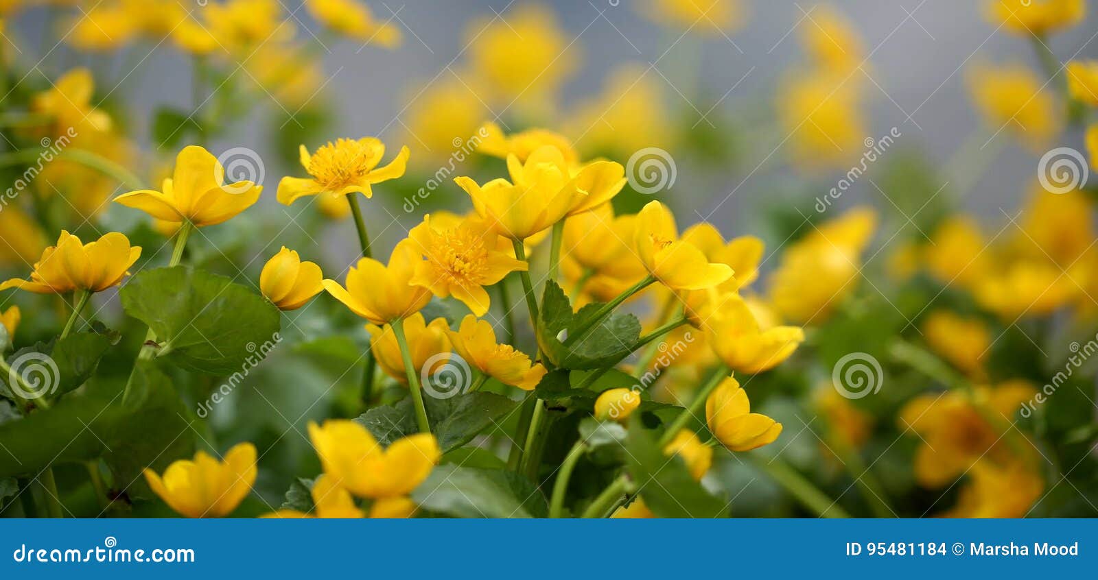 Marsh Marigolds stock photo. Image of nature, green, water 95481184