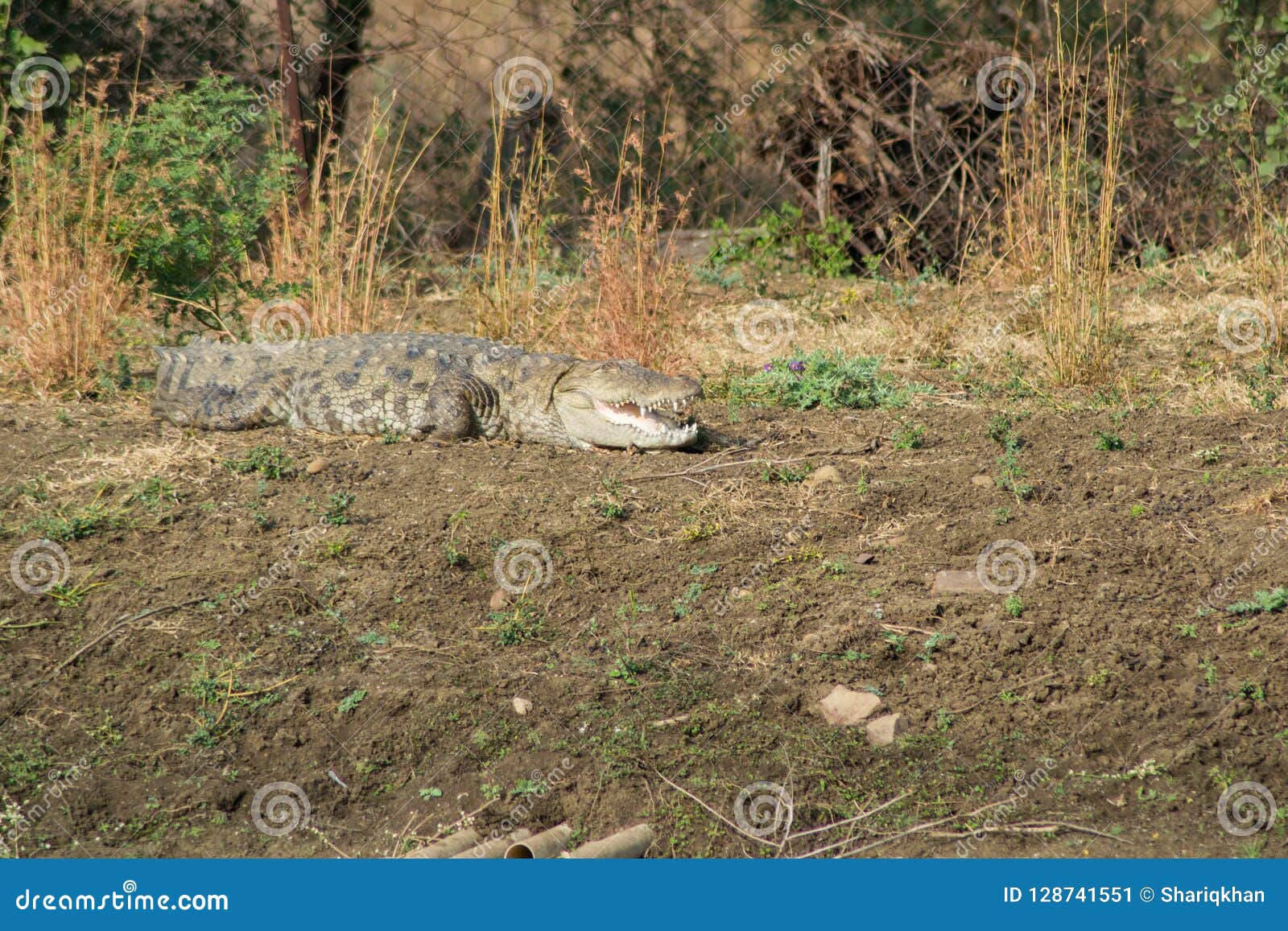marsh or mugger crocodile