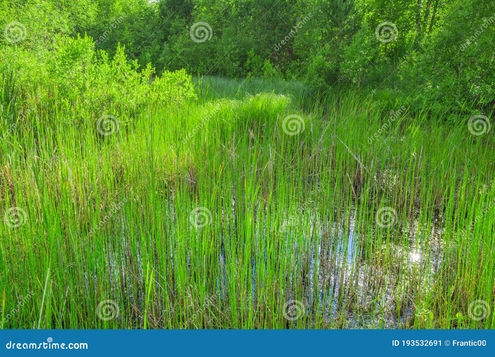 Marsh Plants in the Water Ecosystem of Natural Park Stock Image Image