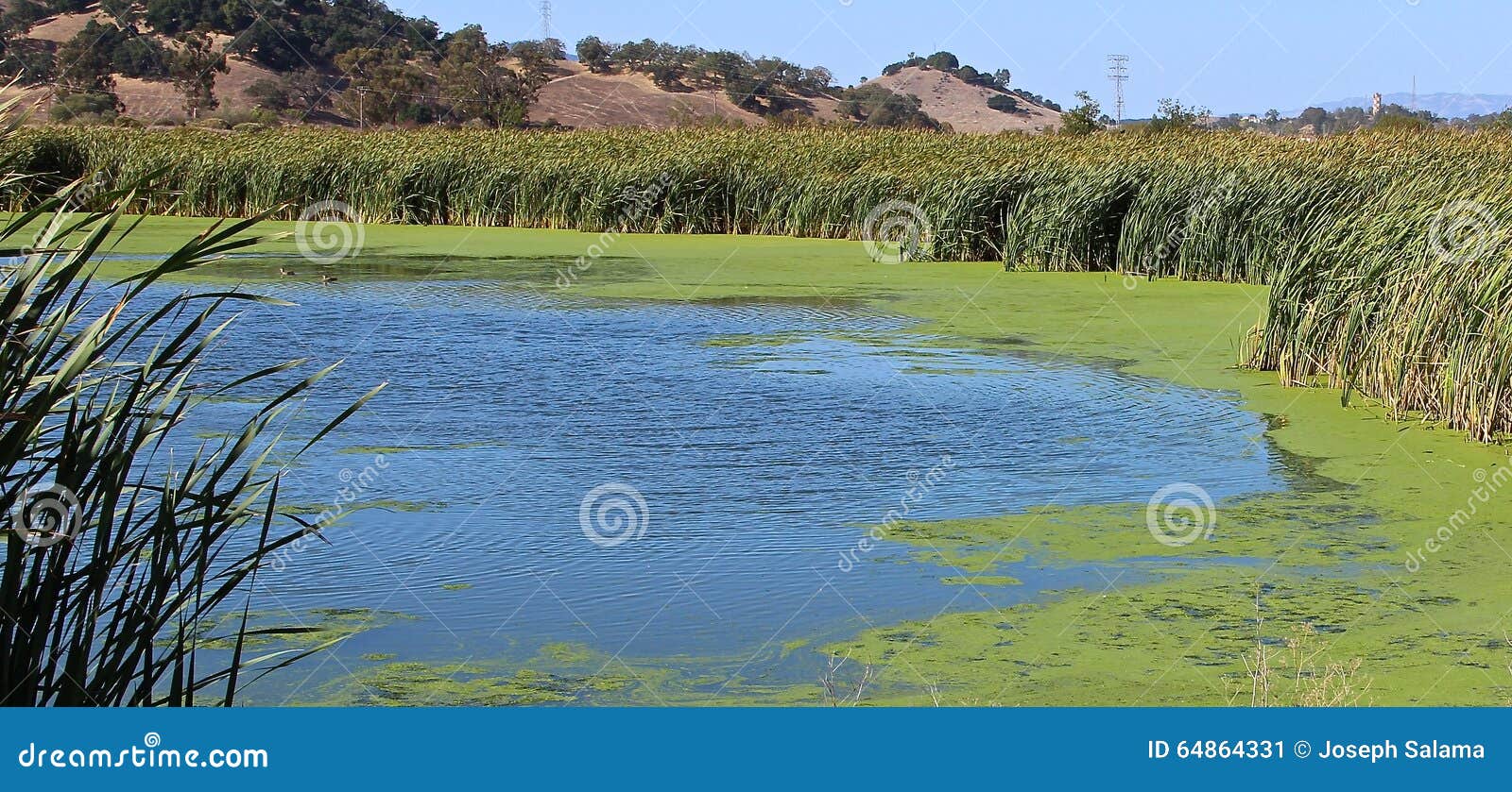 marsh ponds in san rafael, california