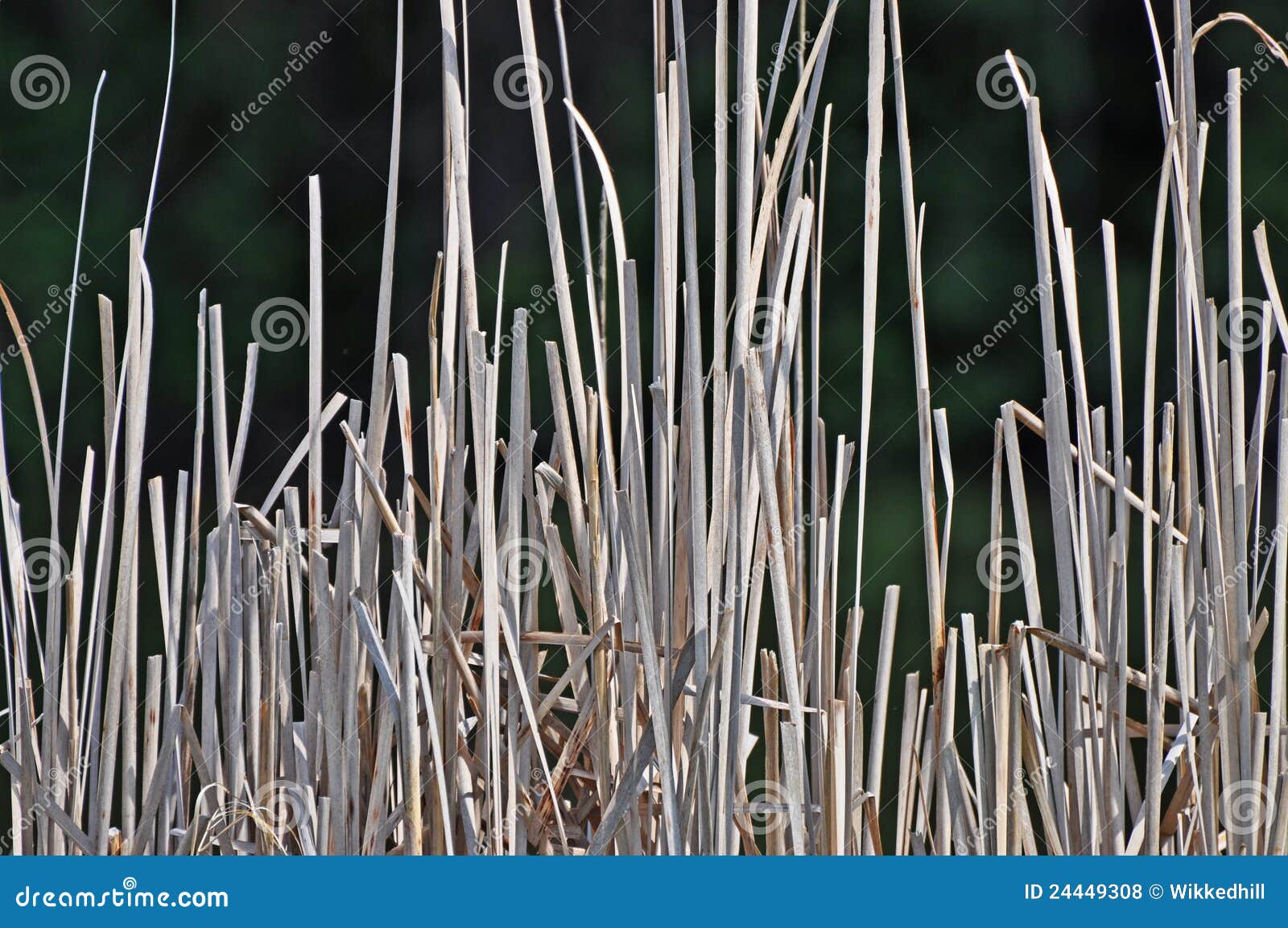 marsh reeds