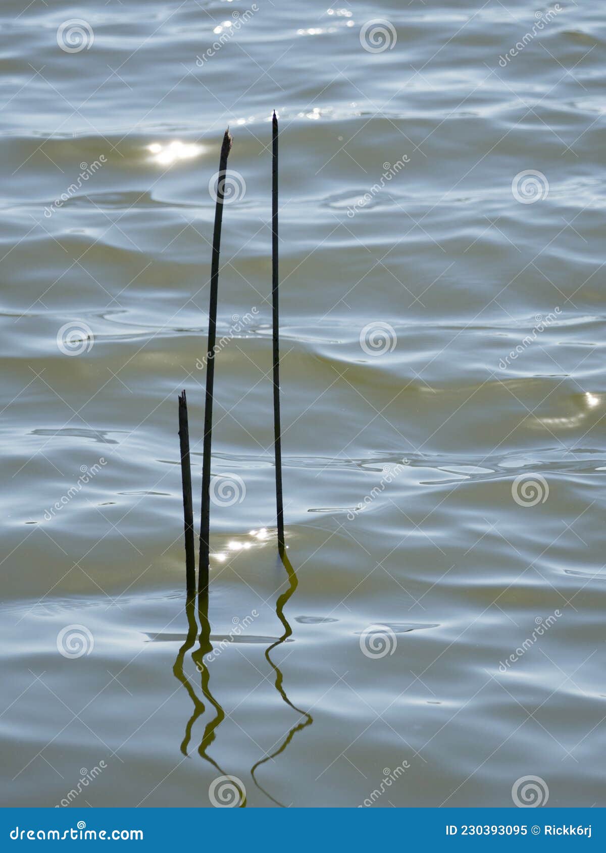 marsh reeds protuding from gently rolling pond.