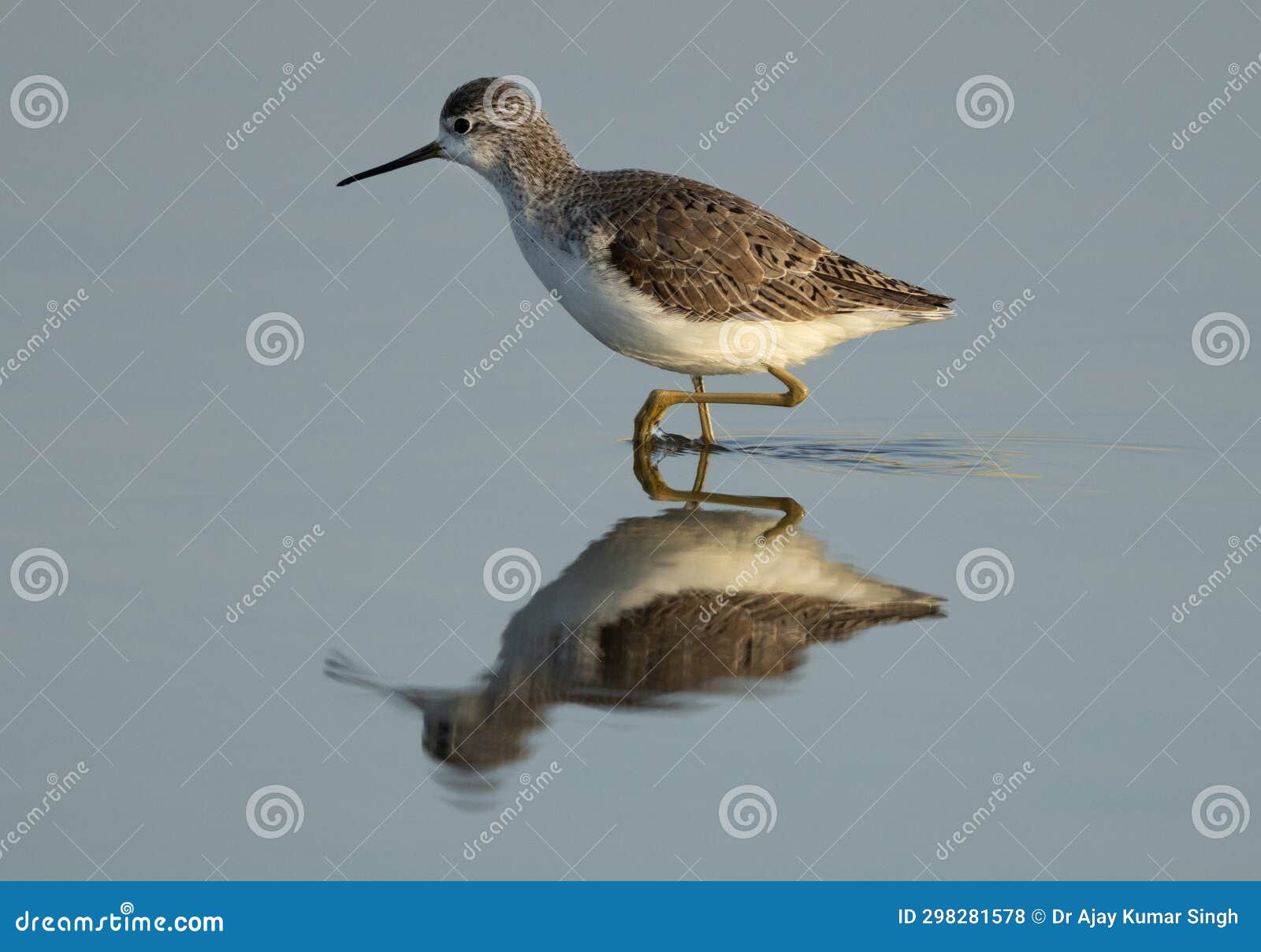 marsh sandpiper and its reflection on water at asker marsh