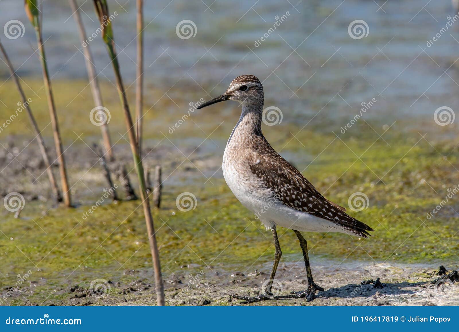 a marsh sandpiper tringa stagnatilis wading in a calm stream