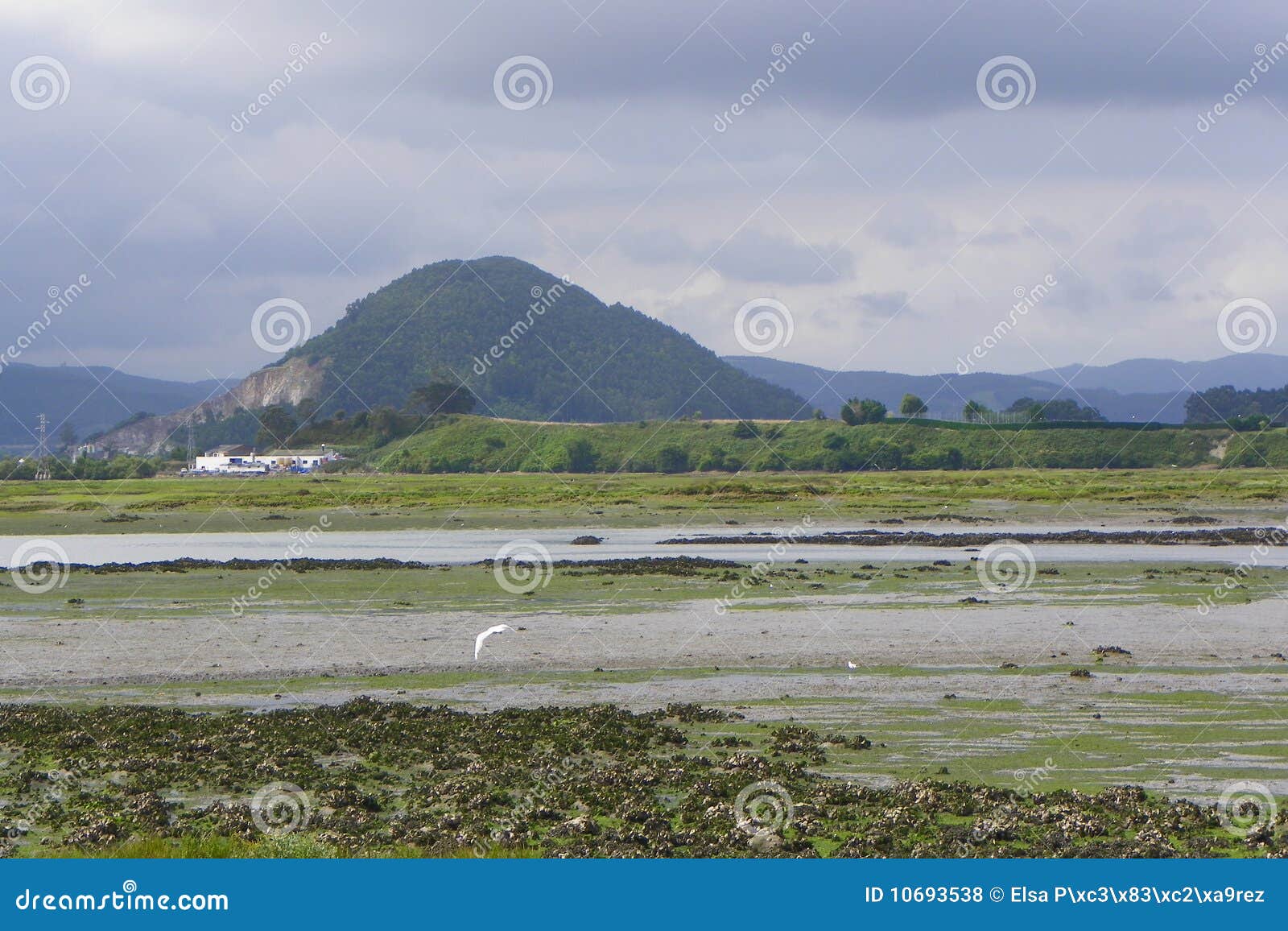 marsh of santoÃÂ±a