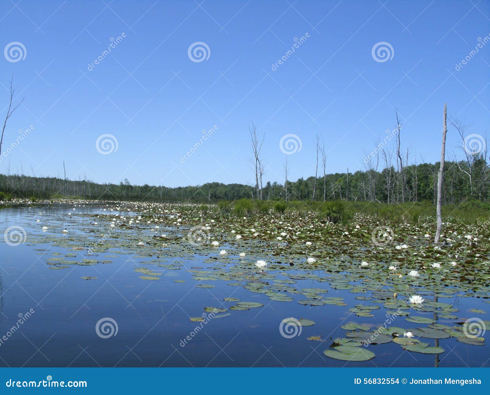 Marsh Scene Michigan stock photo. Image of lake, marsh 56832554