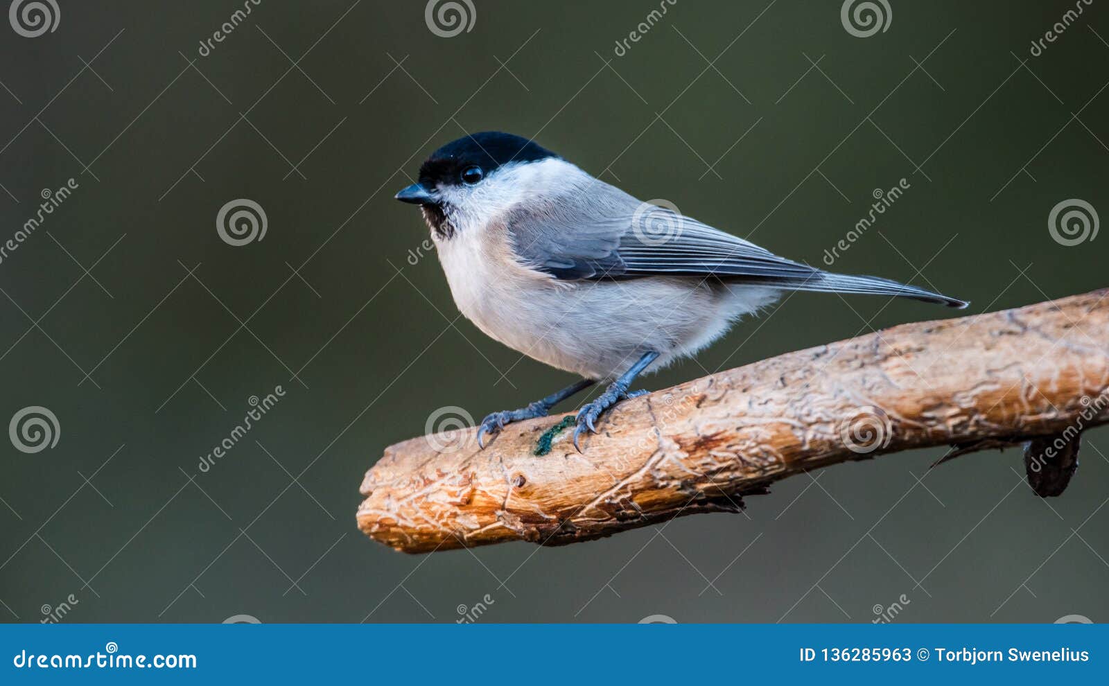 marsh tit on the old pine branch