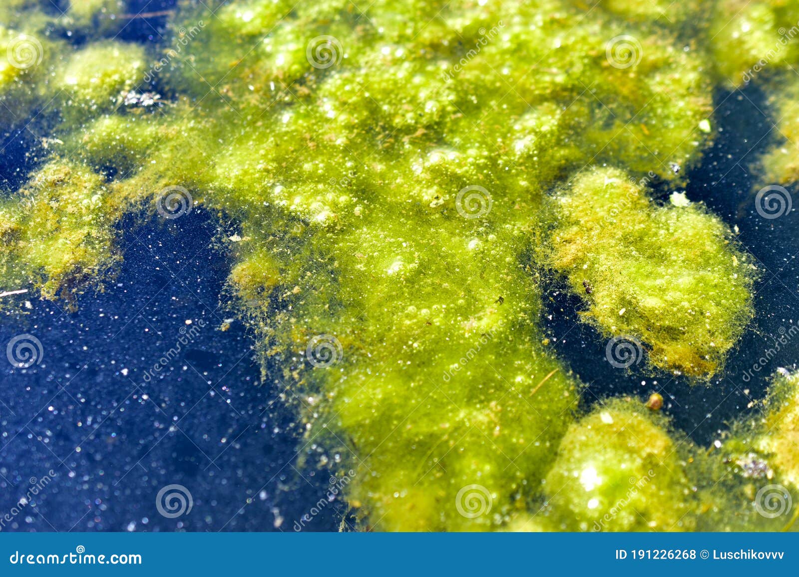 marsh water with mud and algae on the surface in summer