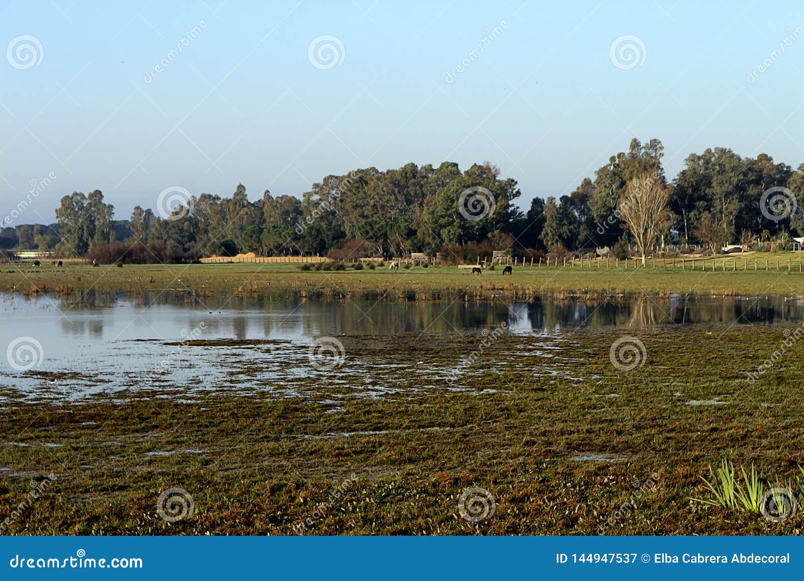 marshes of el rocÃÂ­o at dawn