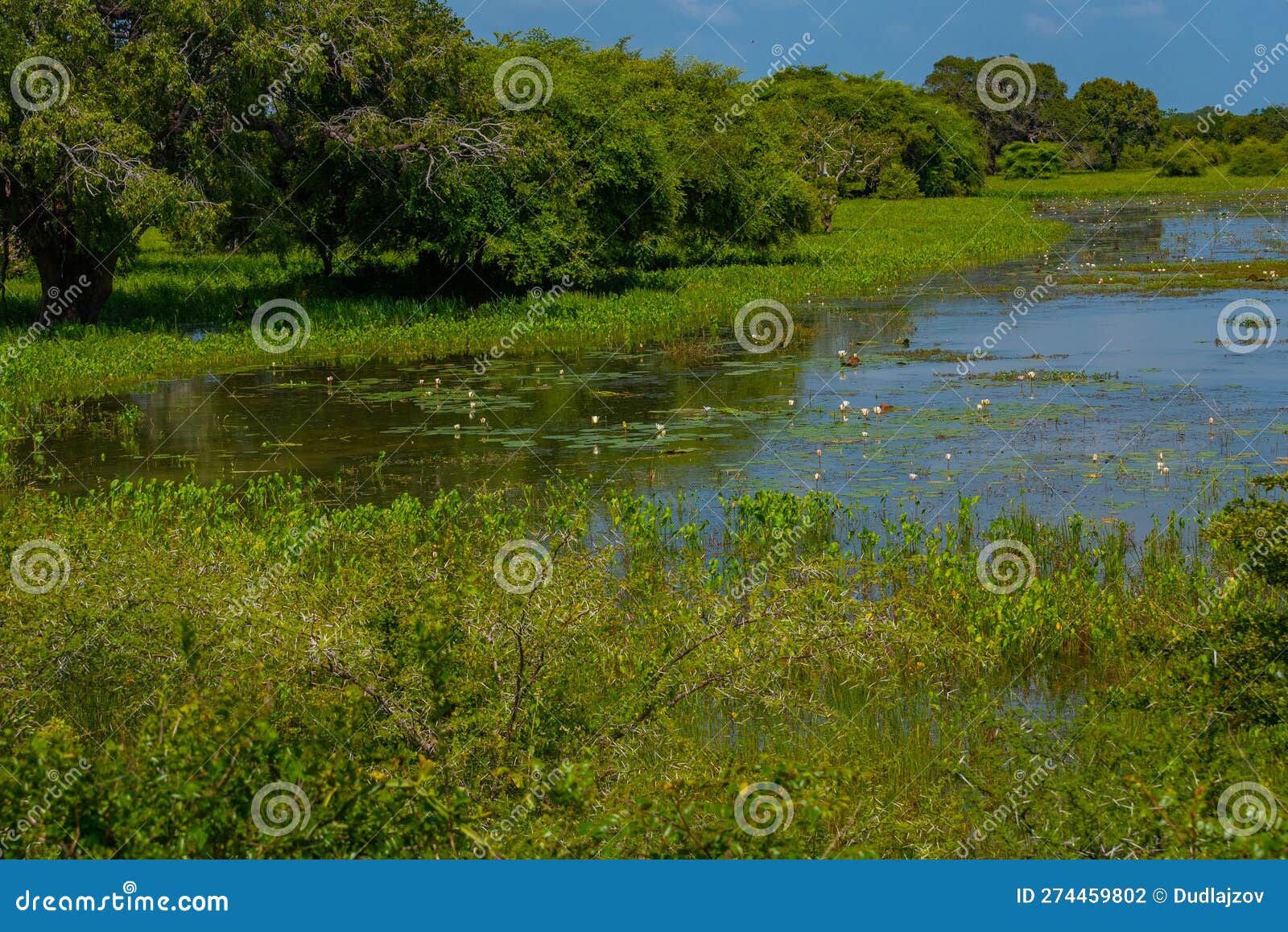 Marshes at Yala National Park in Sri Lanka Stock Photo Image of