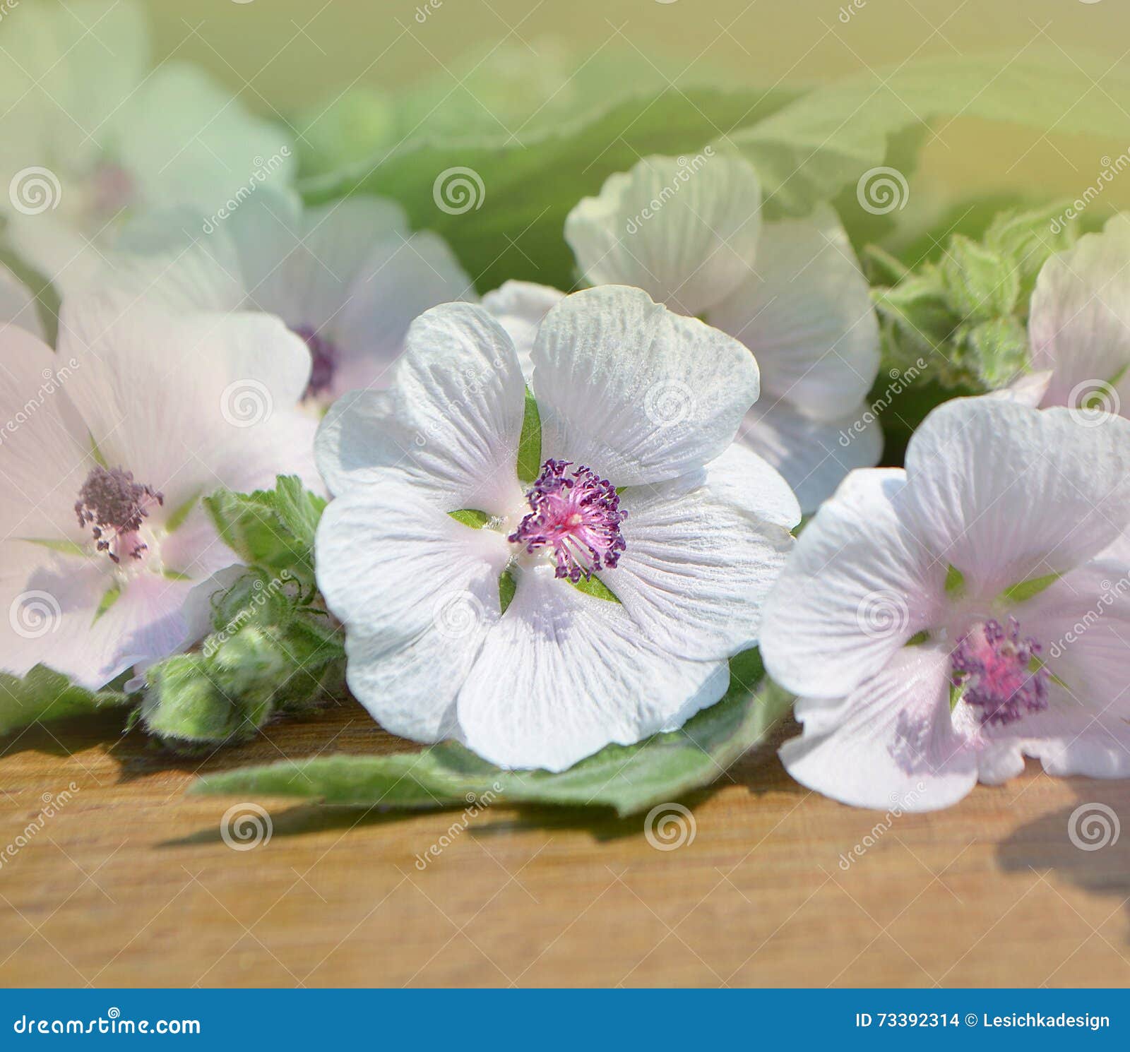 Marshmallow Flower. Althaea Stock Photo Image of green, herb 73392314