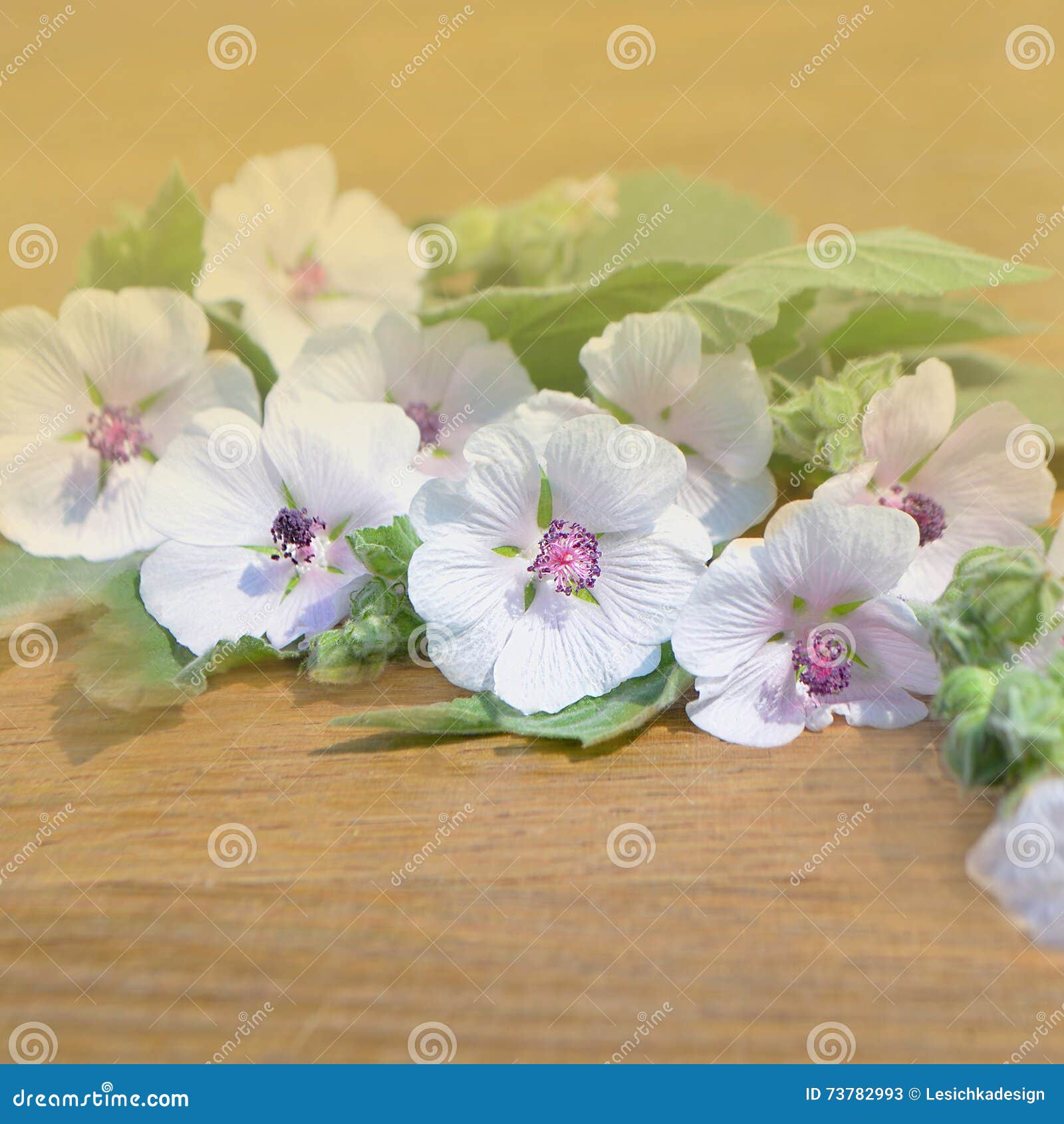Marshmallow Flower. Althaea Stock Image Image of flora, blossom 73782993