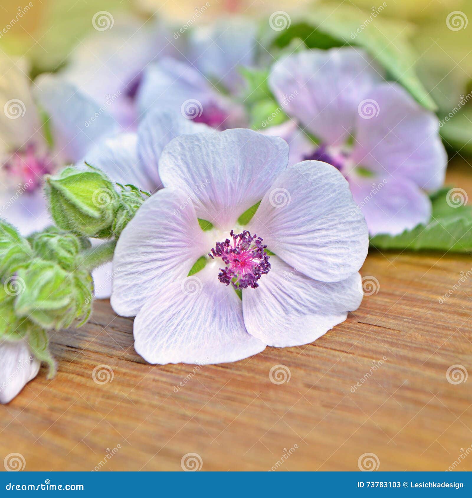 Marshmallow Flower. Althaea Stock Image Image of marsh, closeup 73783103