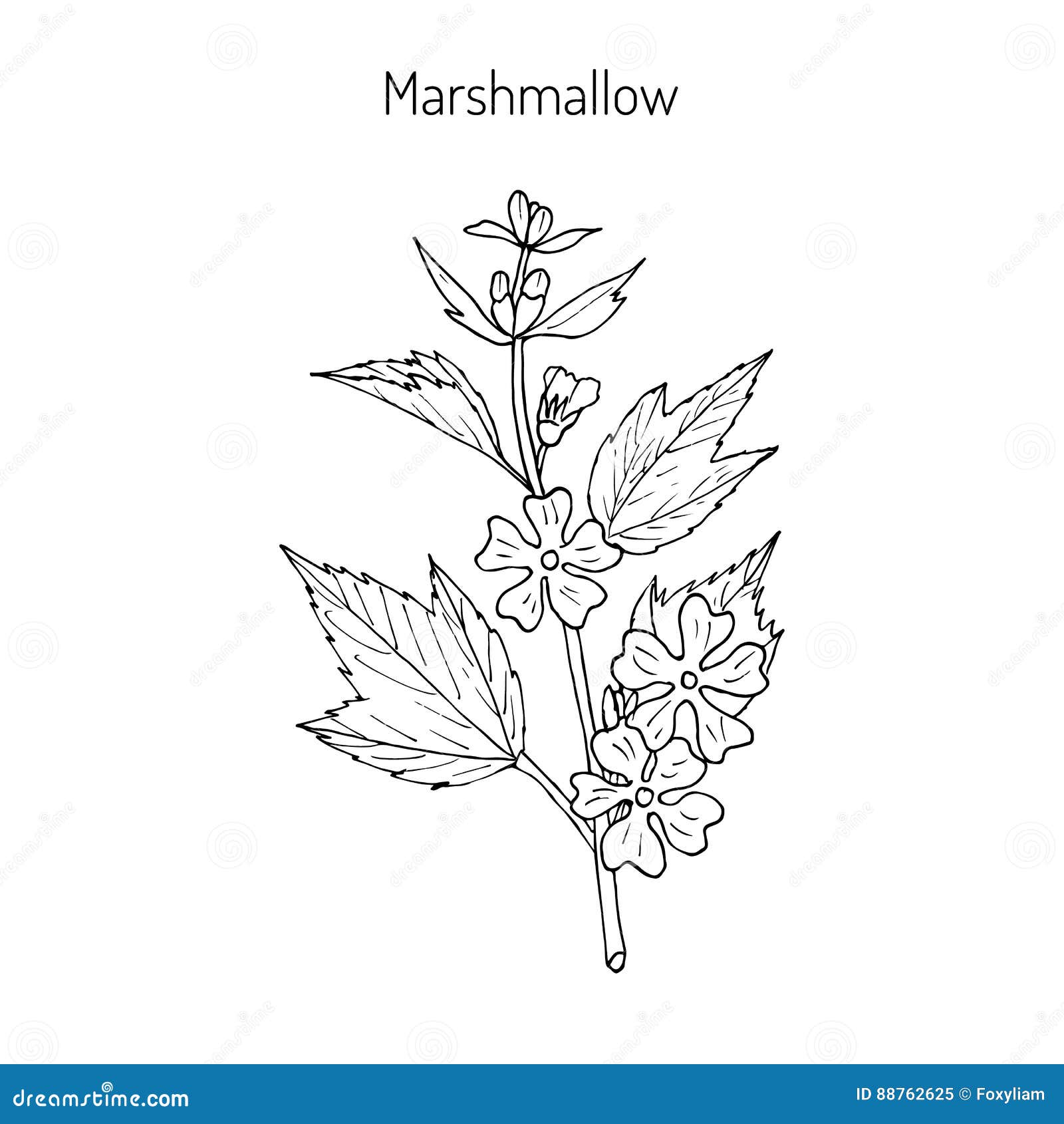 Marshmallow medicinal herb stock vector. Illustration of marshmallow