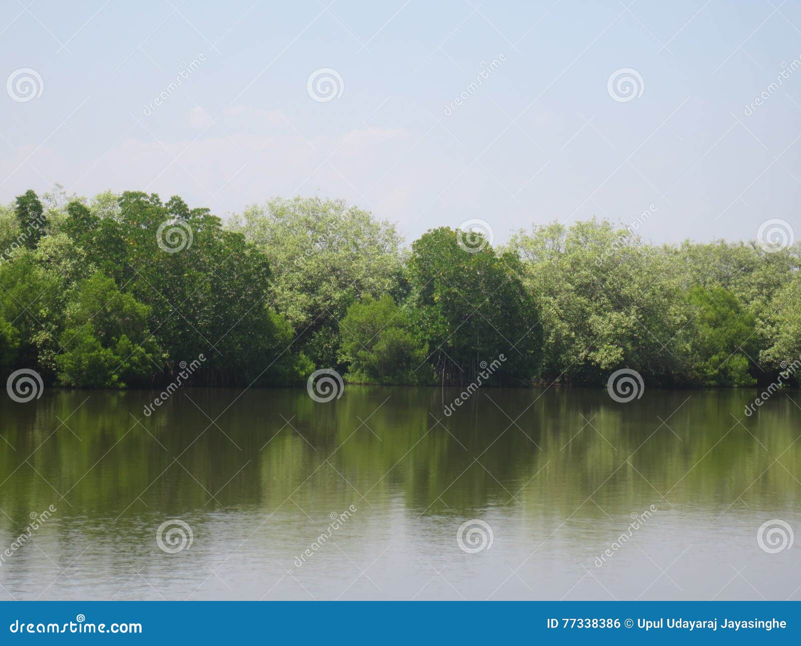 Marshy land stock photo. Image of green, boat, marshy 77338386