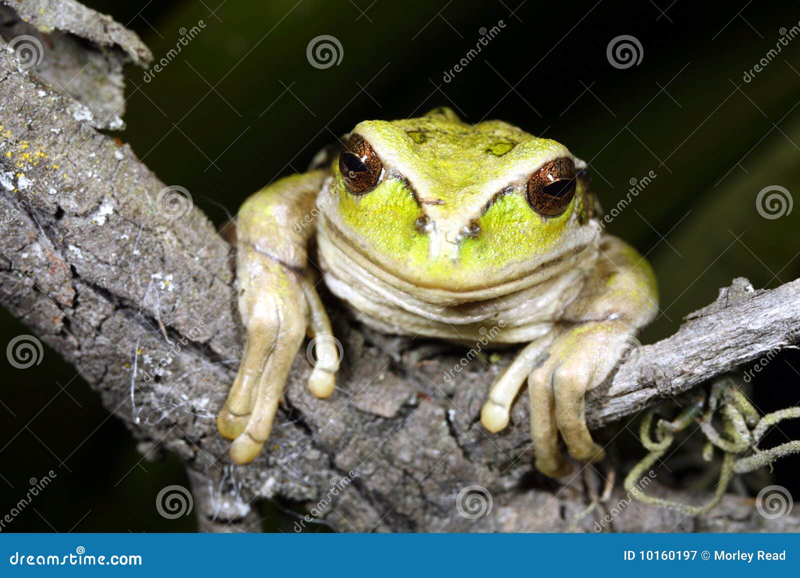 marsupial frog