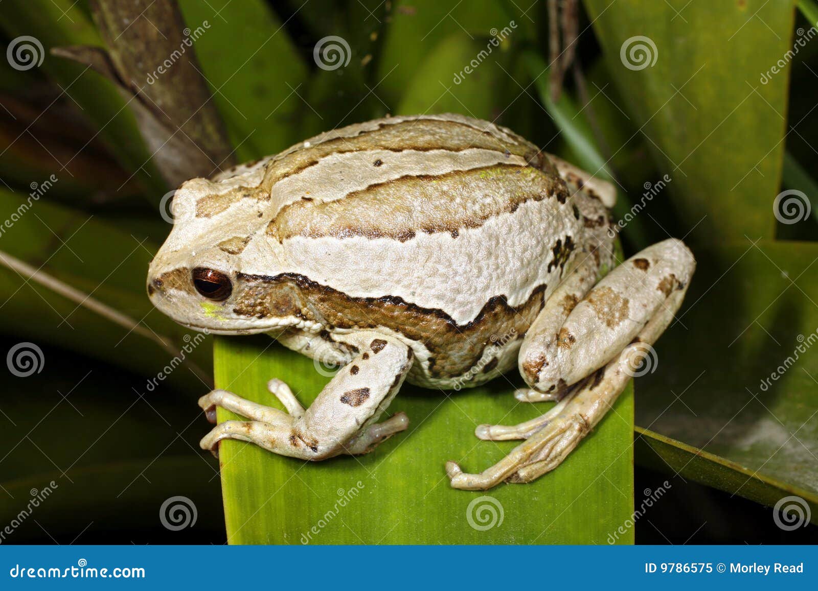 marsupial frog (gastrotheca riobambae)
