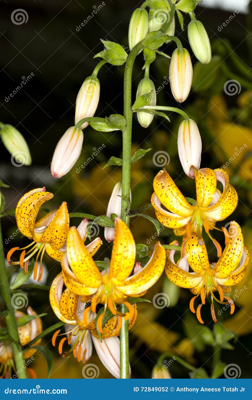 Martagon Lily stock photo. Image of beautiful, botanical 72849052