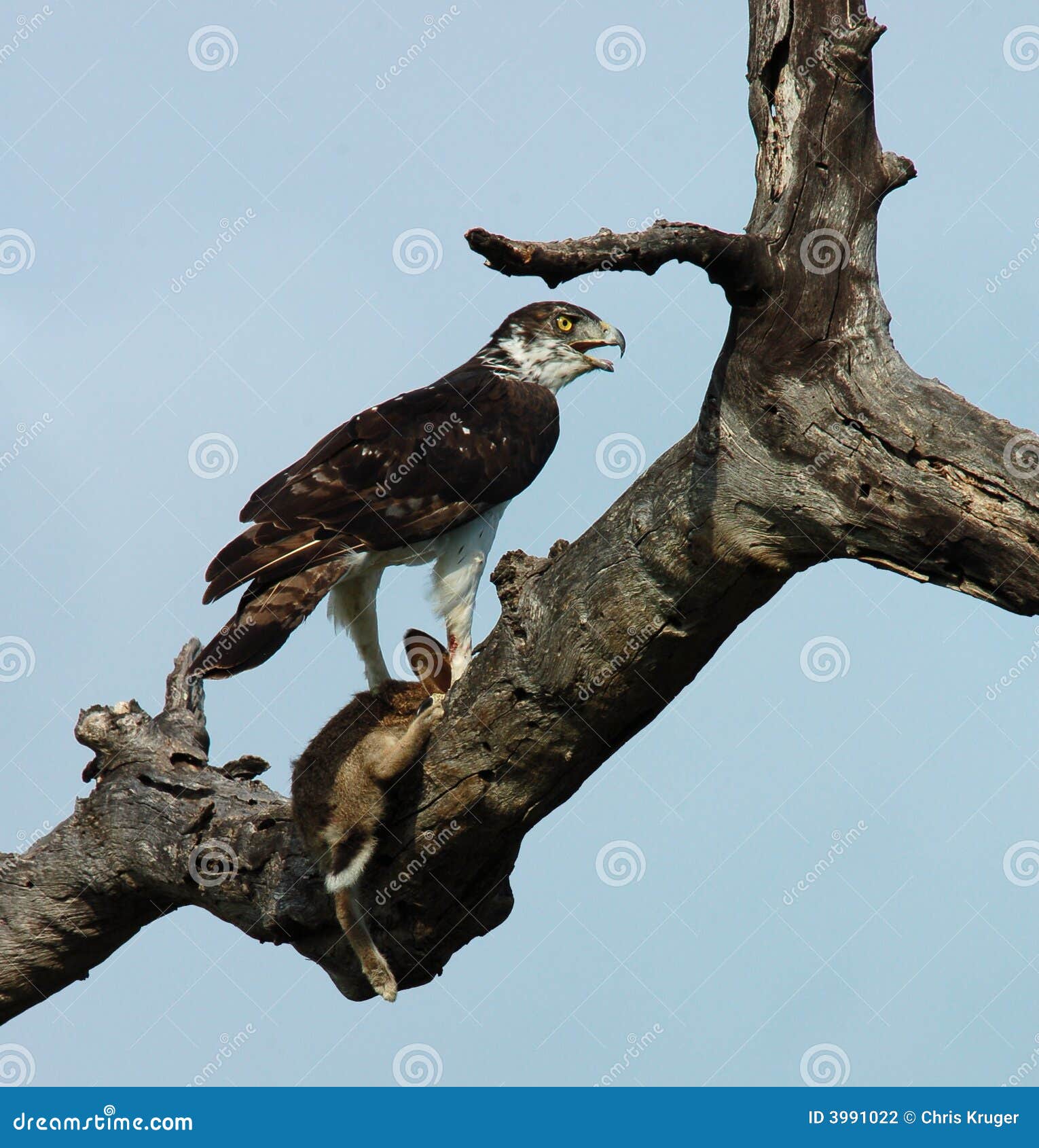 Martial Eagle with its prey, a Cape Hare, in South Africa.