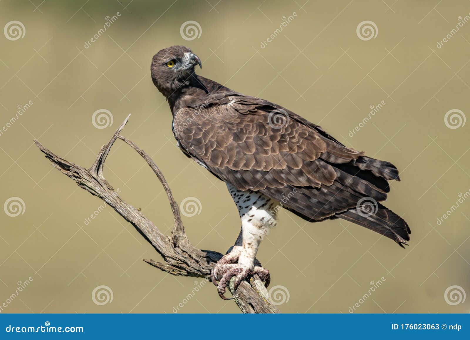 martial eagle cocks head on dead tree