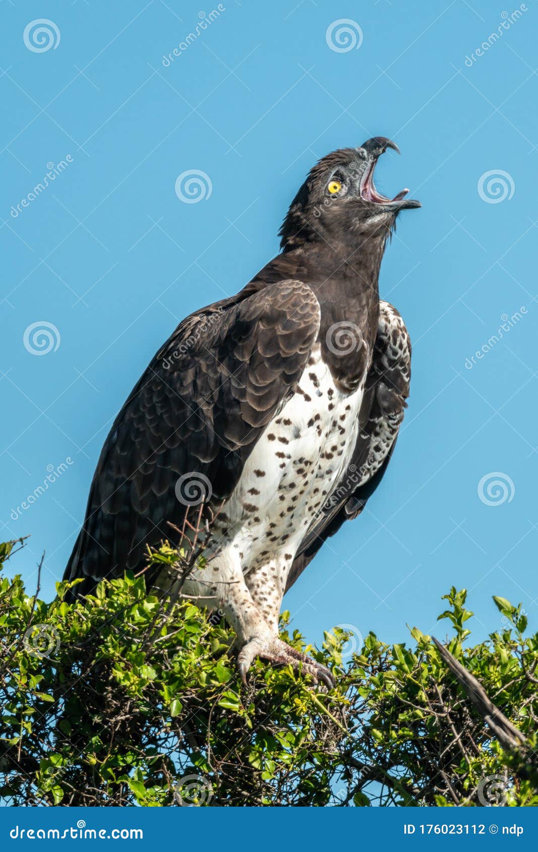 Martial Eagle Lifting Head To Yawn Widely Stock Photo Image of