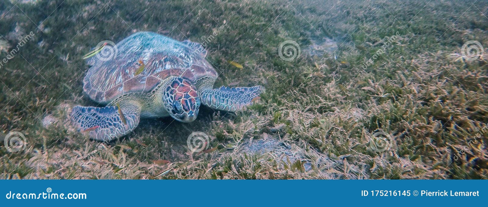 martinique beach and turtle snorkeling in the caribbean islands
