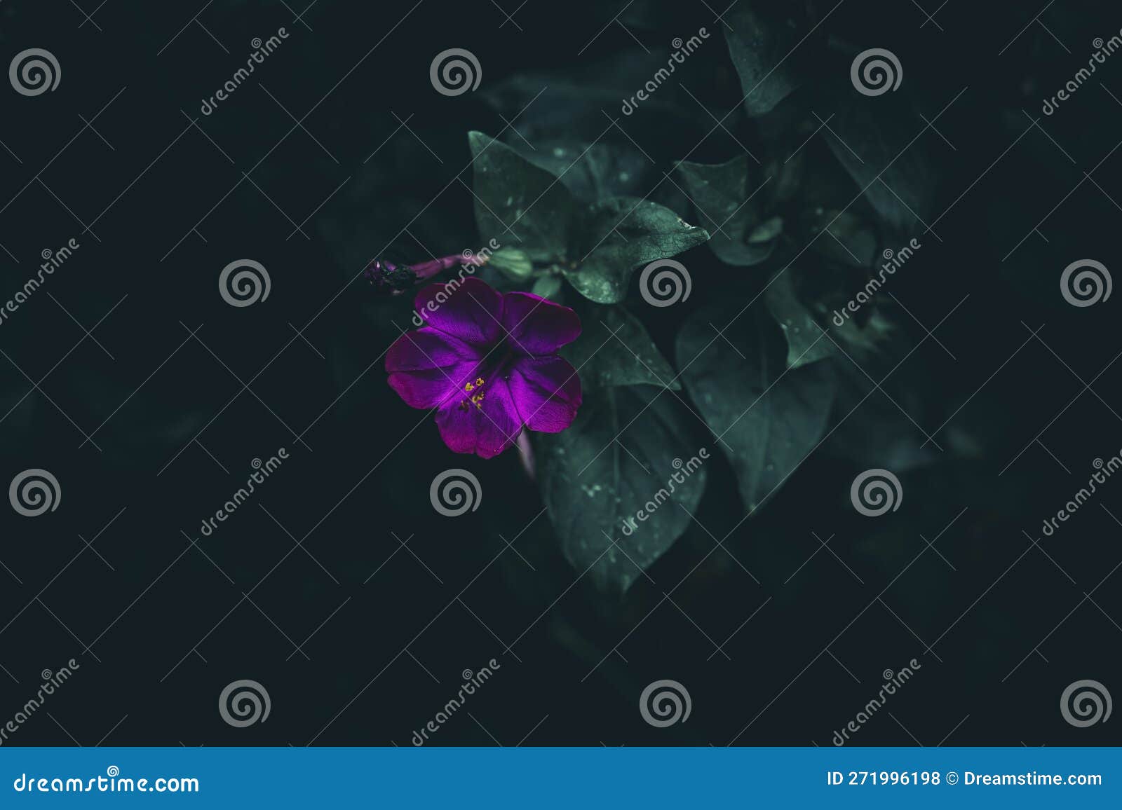 Marvel of Peru flower stock photo. Image of pink, outdoors - 271996198