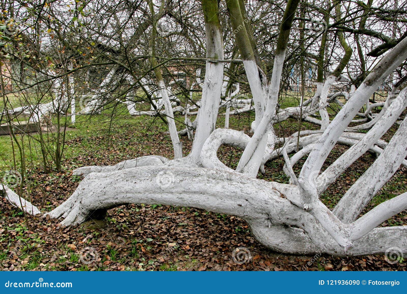 marvelous ancient 200 years old apple orchard-colony