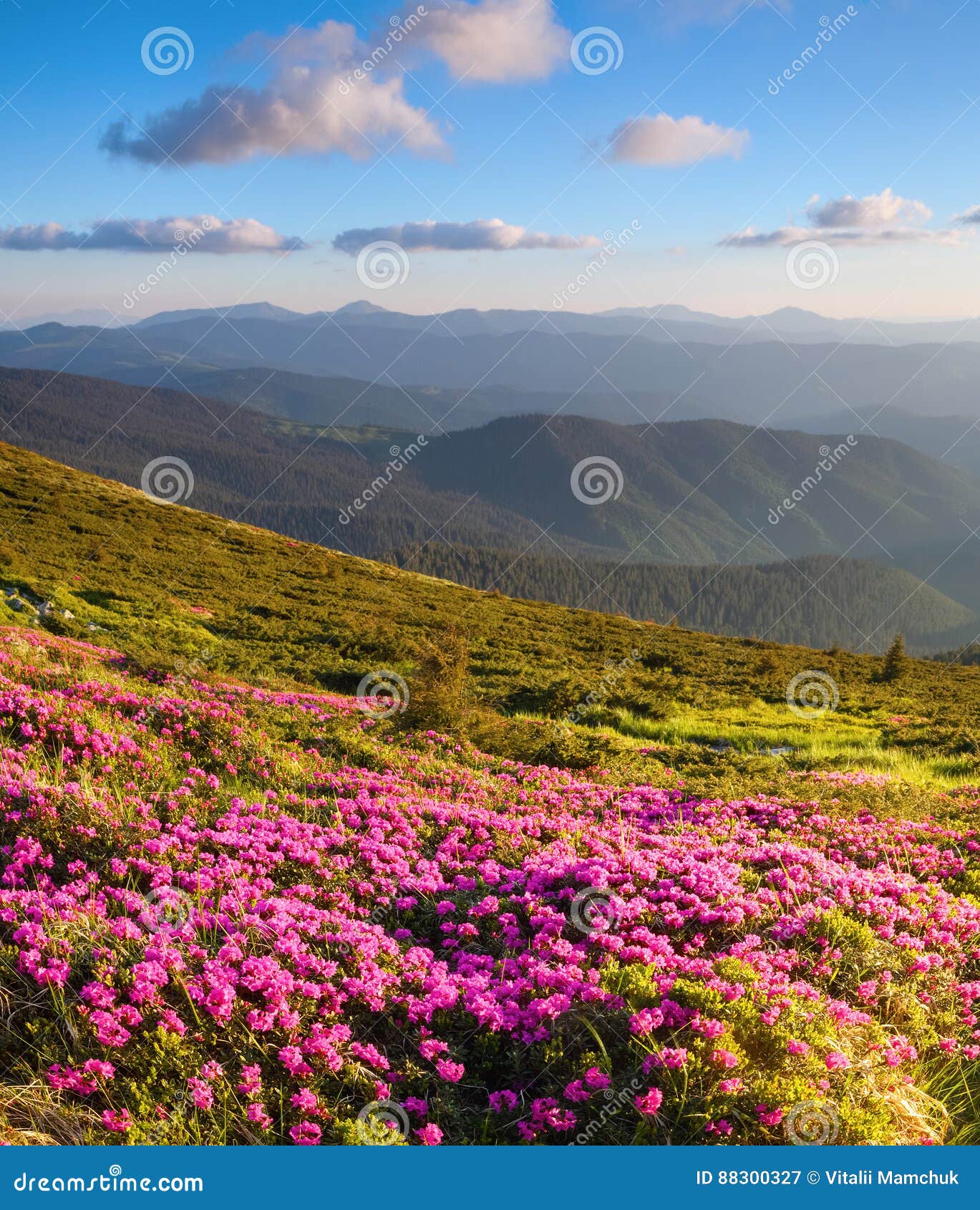 marvelous pink rhododendrons on the mountains.