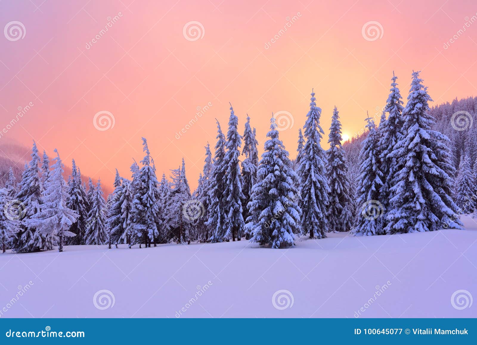 marvelous winter sunrise high in the mountains in beautiful forests and fields.